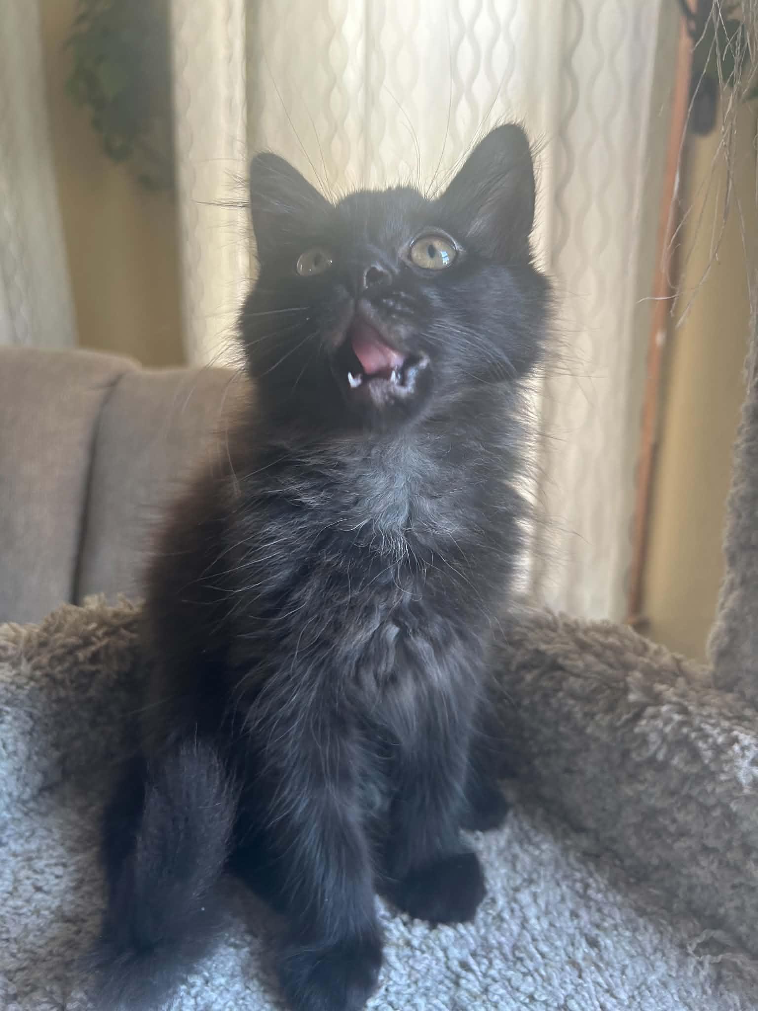 Enlarge Cat-Apult, an adoption pending Domestic Long Hair in New Bedford, MA image 4/5