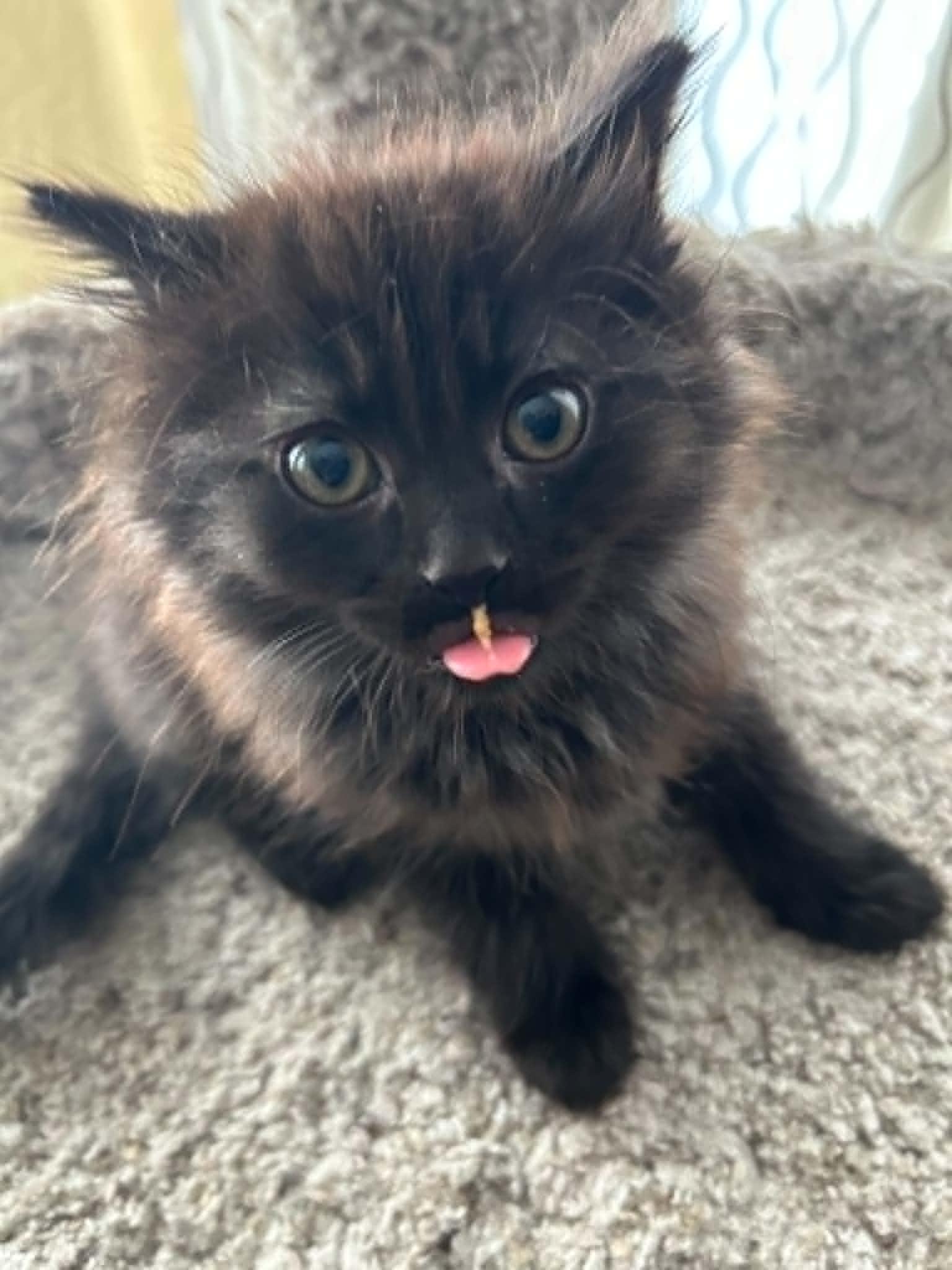 Enlarge Cat-Apult, an adoption pending Domestic Long Hair in New Bedford, MA image 2/5