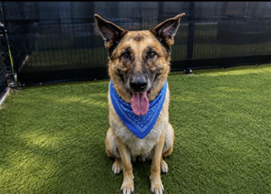 Enlarge ALEXANDER, a Adoptable German Shepherd Dog in Tustin, CA image 1/1