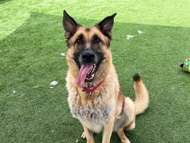ALEXANDER, Adoptable, Adult Male German Shepherd Dog.