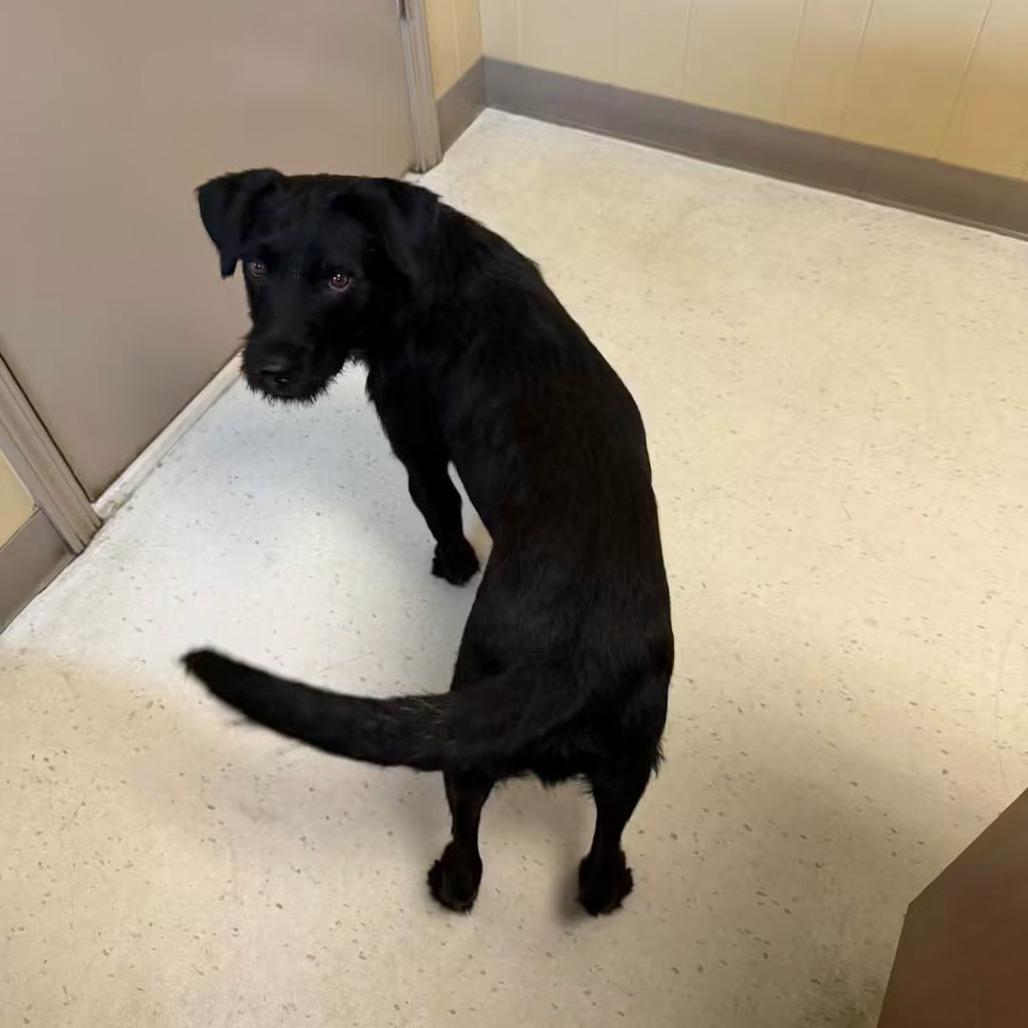 Enlarge Da Vinci, a Adoptable Mixed Breed in Jackson, MO image 1/5