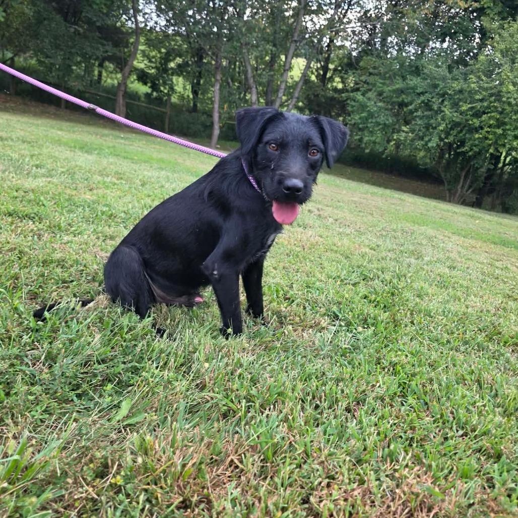Enlarge Da Vinci, a Adoptable Mixed Breed in Jackson, MO image 2/5