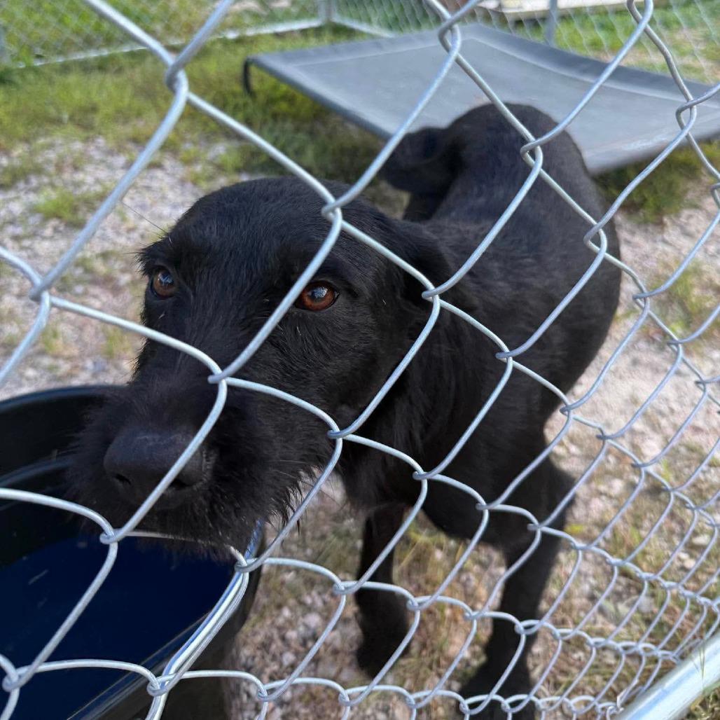 Enlarge Da Vinci, a Adoptable Mixed Breed in Jackson, MO image 3/5