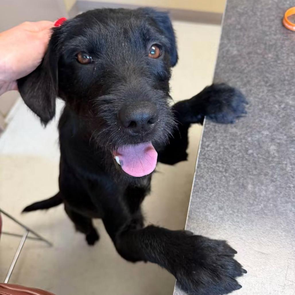 Enlarge Da Vinci, a Adoptable Mixed Breed in Jackson, MO image 4/5