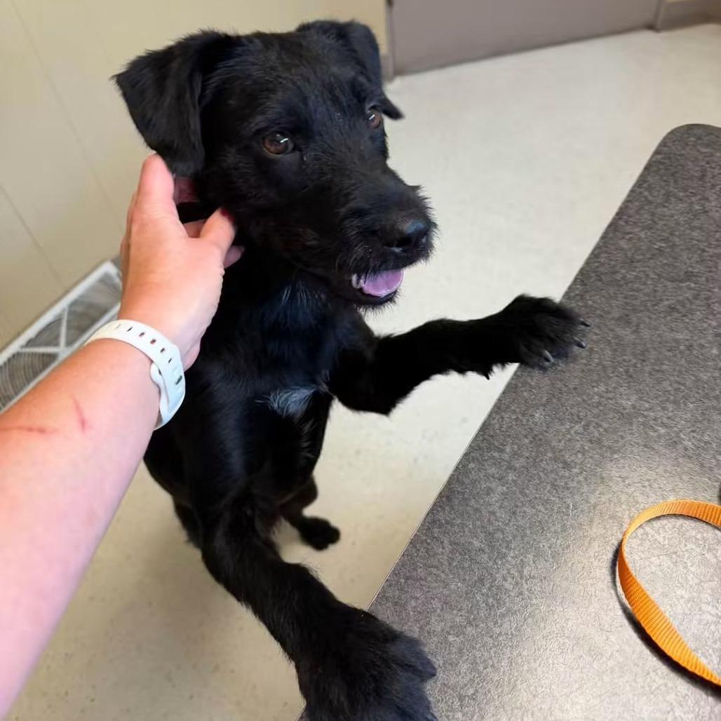 Enlarge Da Vinci, a Adoptable Mixed Breed in Jackson, MO image 5/5