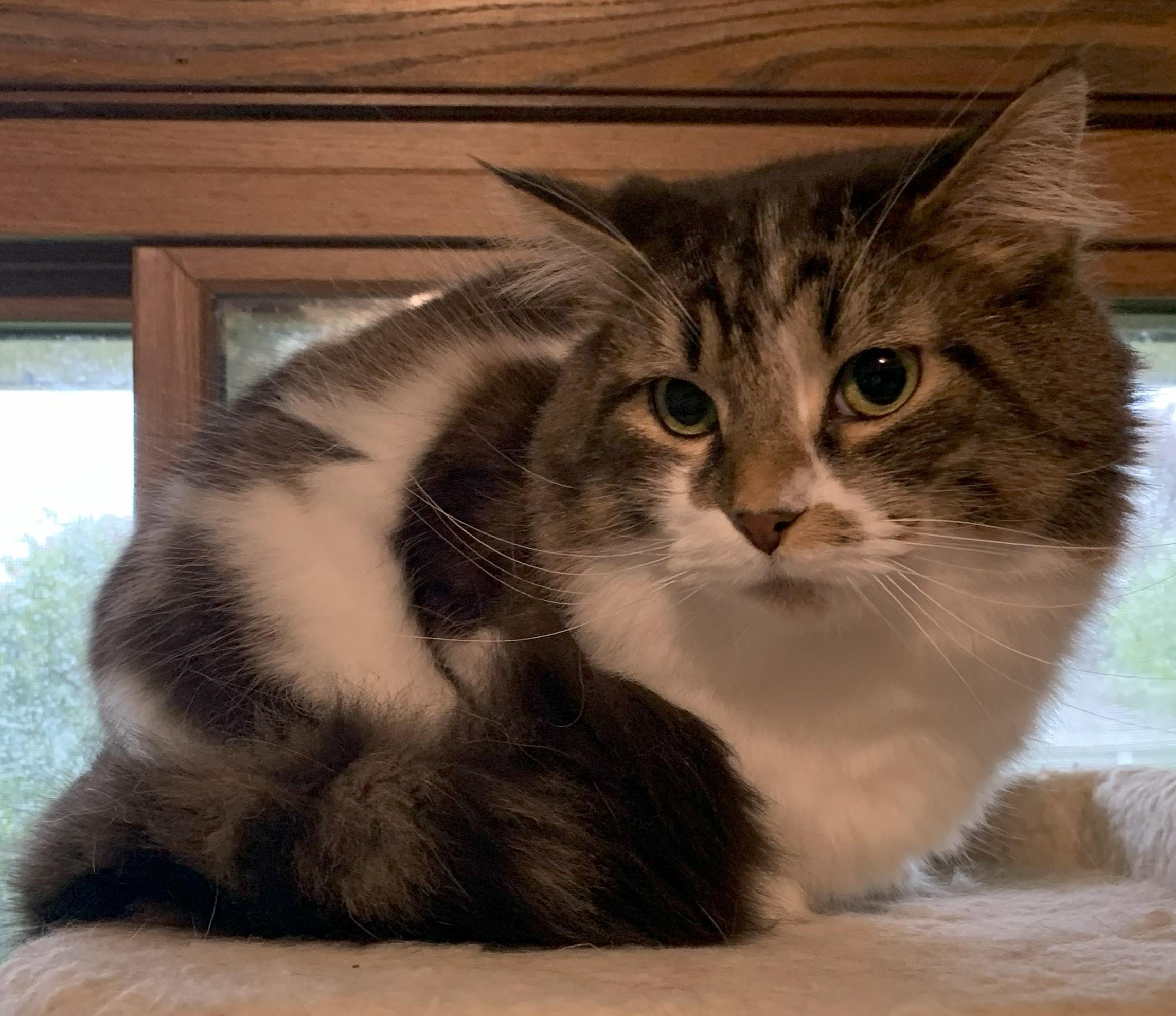 Enlarge Beauty20, an adoptable Domestic Long Hair in Milwaukee, WI image 3/4