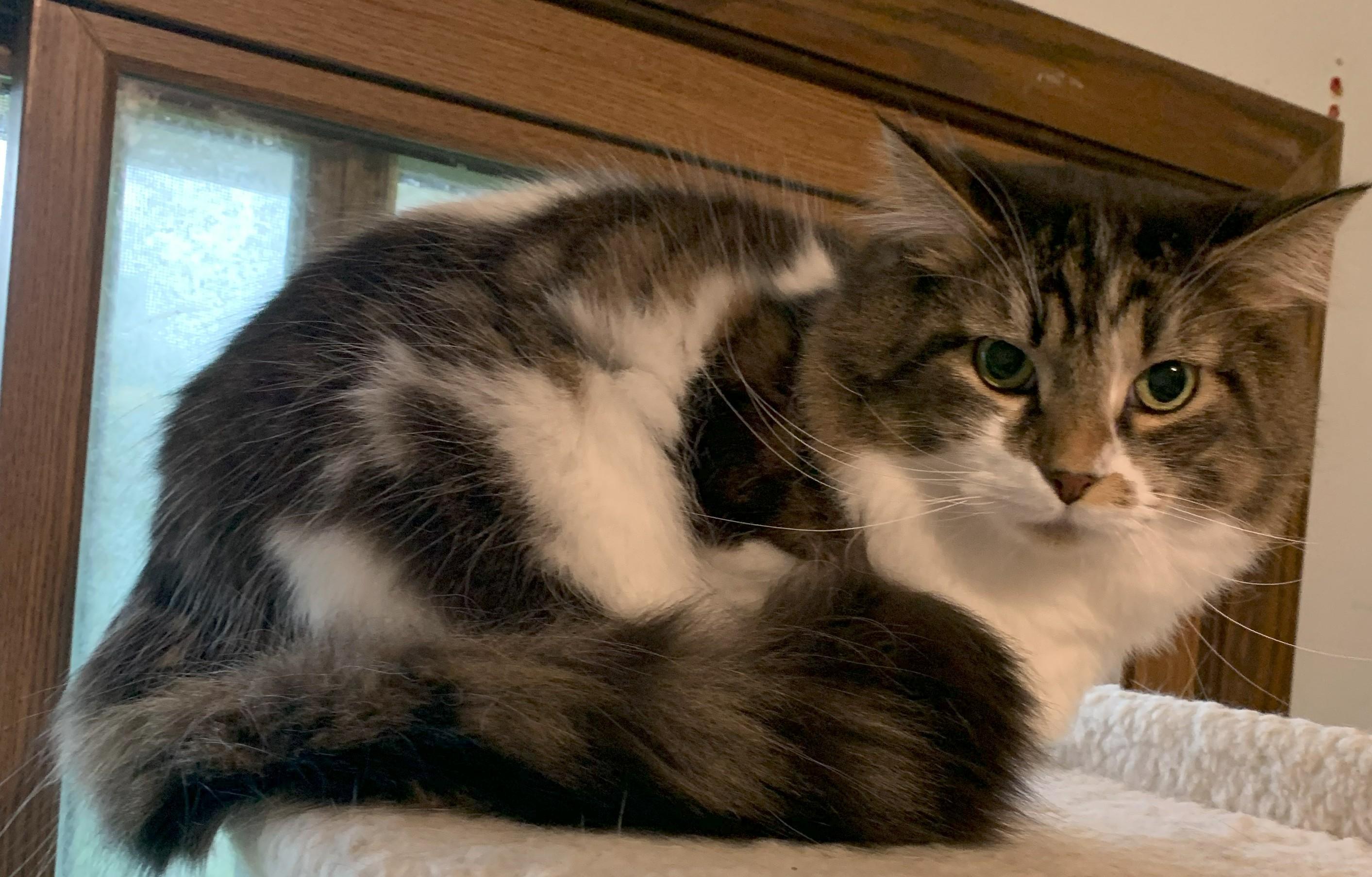 Enlarge Beauty20, an adoptable Domestic Long Hair in Milwaukee, WI image 4/4