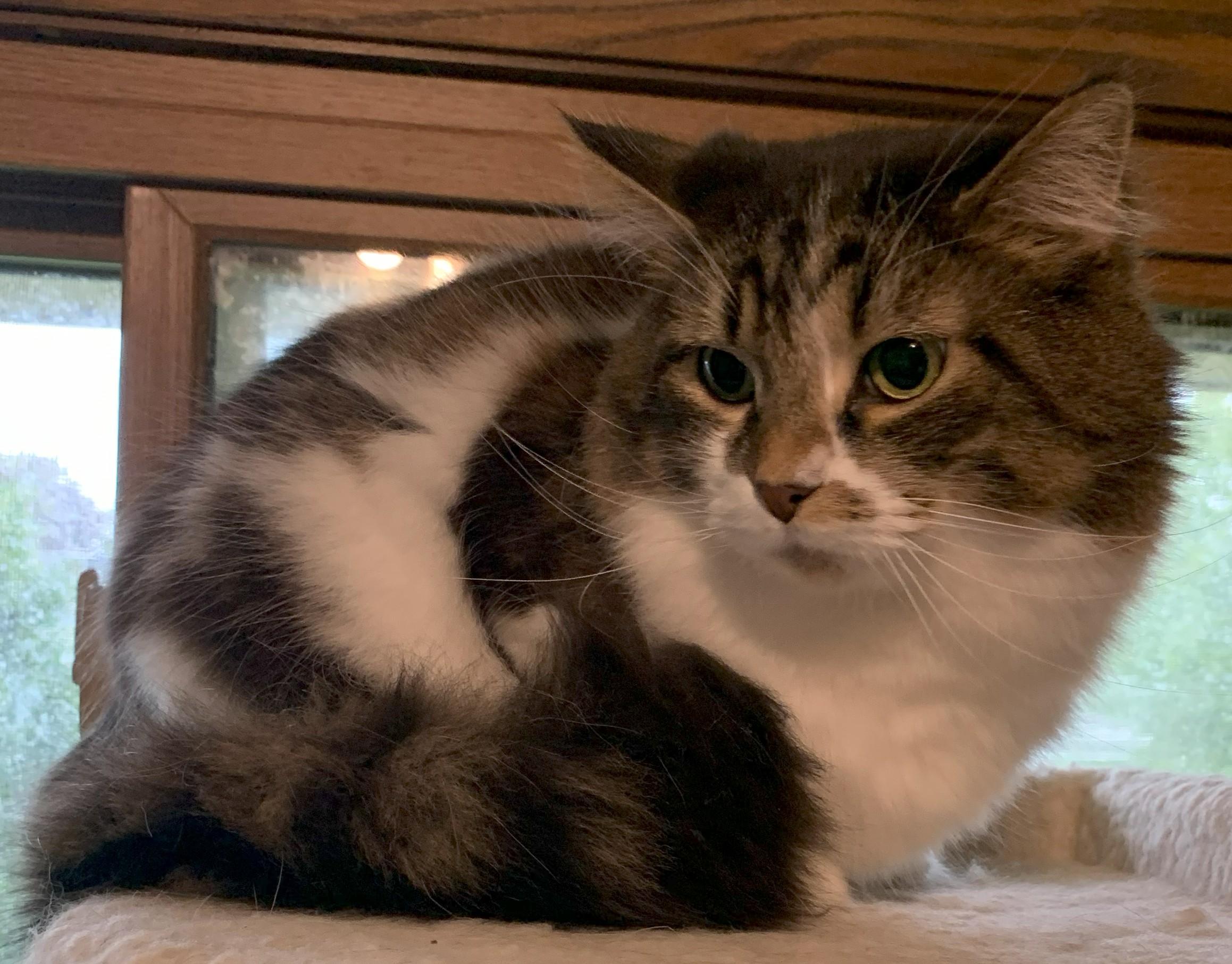 Beauty20, adoptable, Adult Female Domestic Long Hair.