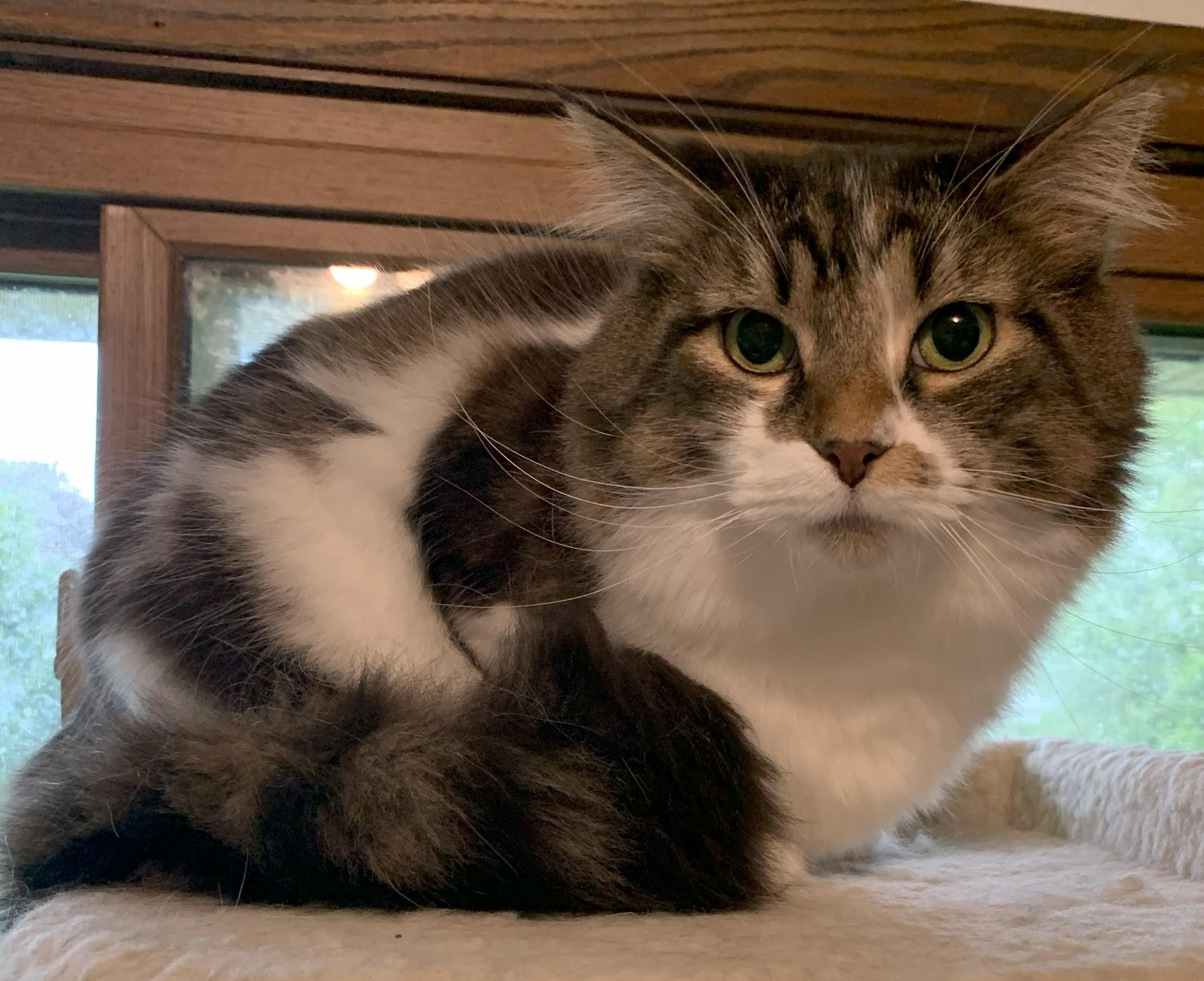 Enlarge Beauty20, an adoptable Domestic Long Hair in Milwaukee, WI image 2/4