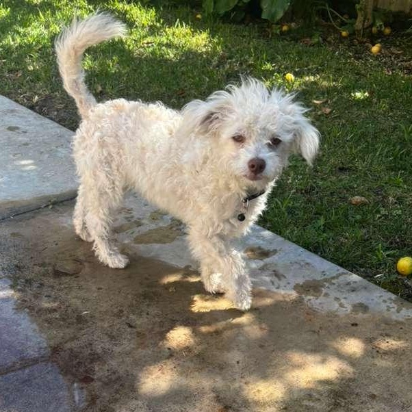 Enlarge Snowy, a Adoptable Mixed Breed in San Diego, CA image 1/3