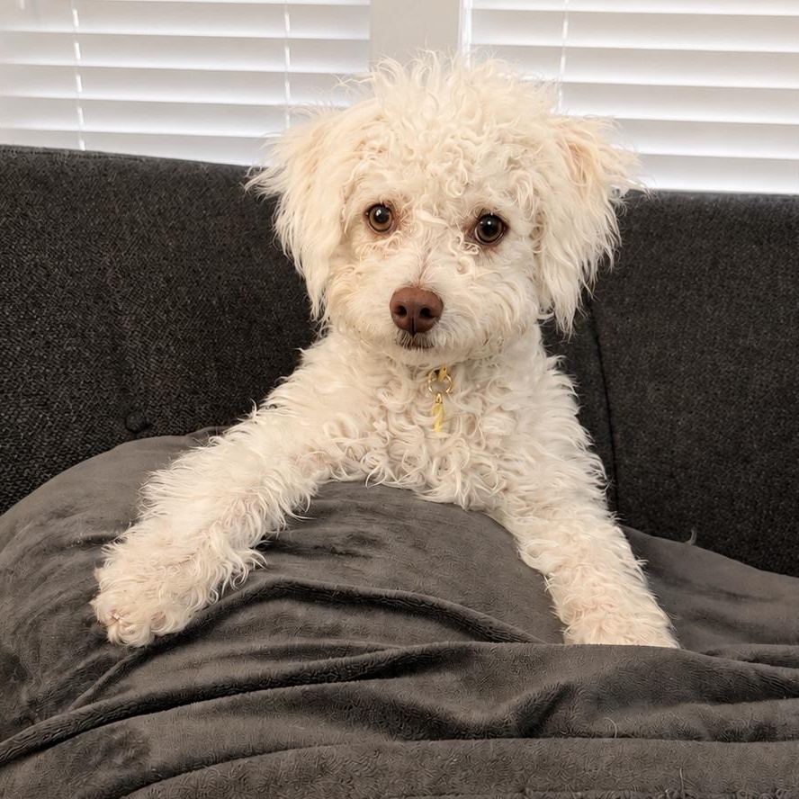 Enlarge Snowy, a Adoptable Mixed Breed in Costa Mesa, CA image 1/5