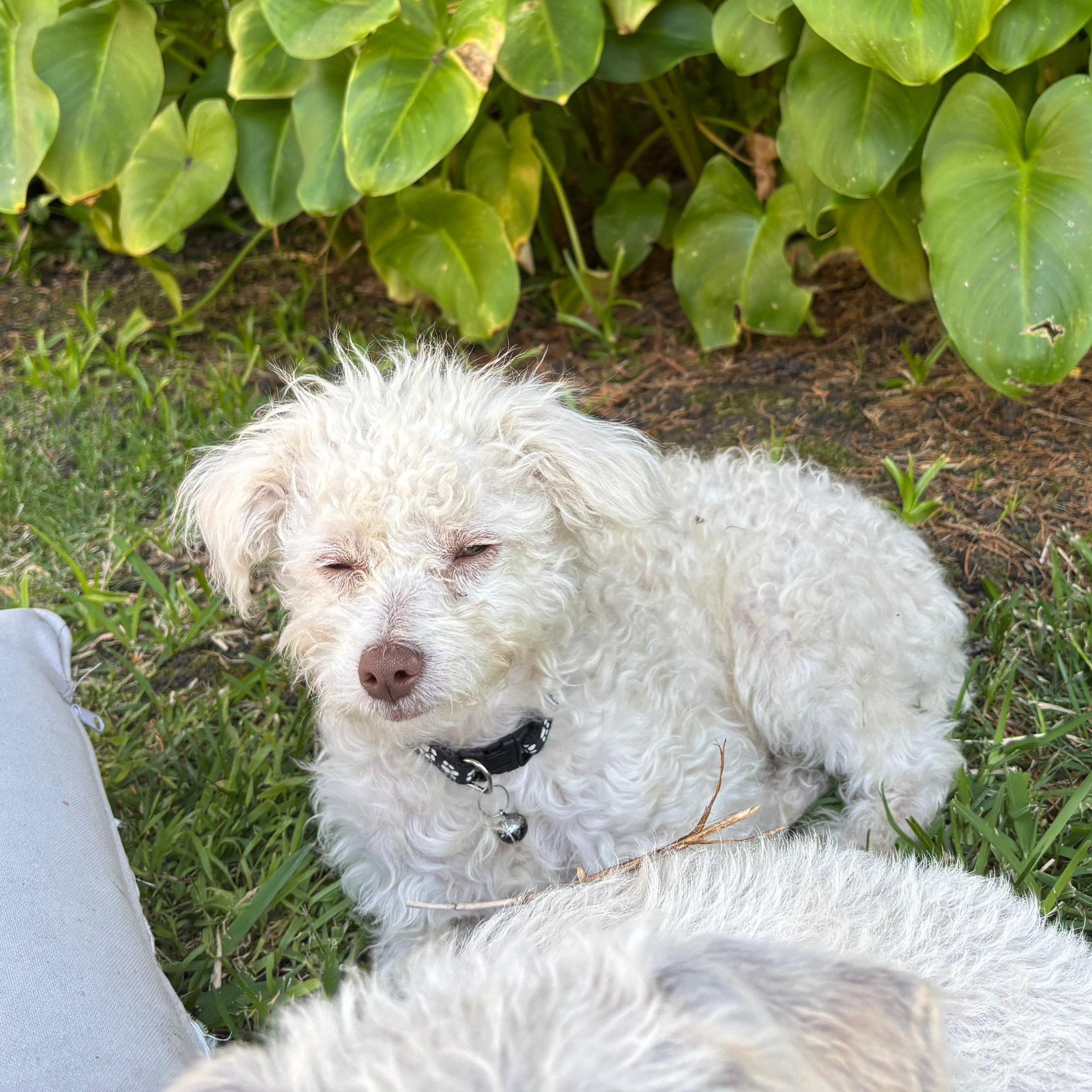 Enlarge Snowy, a Adoptable Mixed Breed in San Diego, CA image 2/3