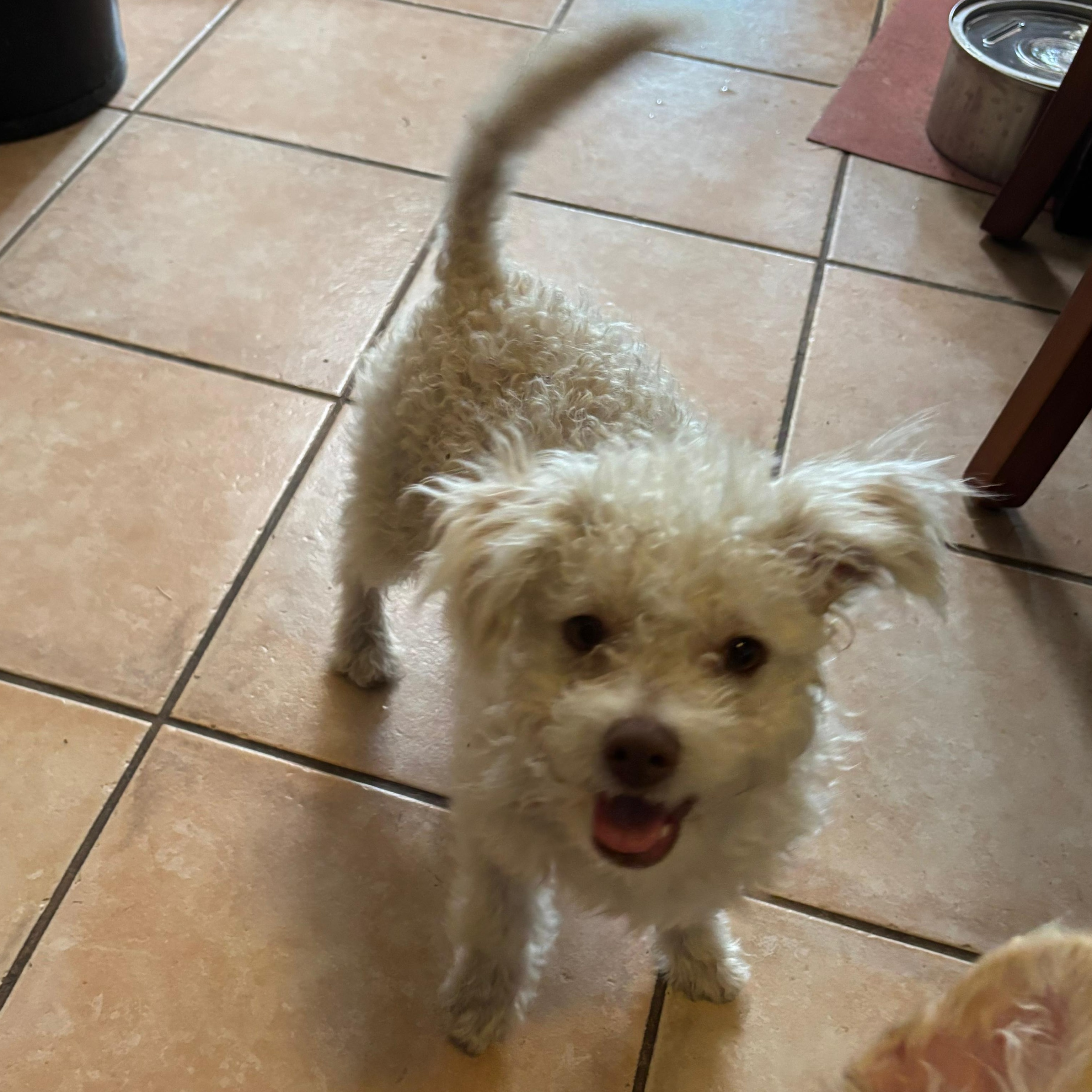 Enlarge Snowy, a Adoptable Mixed Breed in Costa Mesa, CA image 4/5