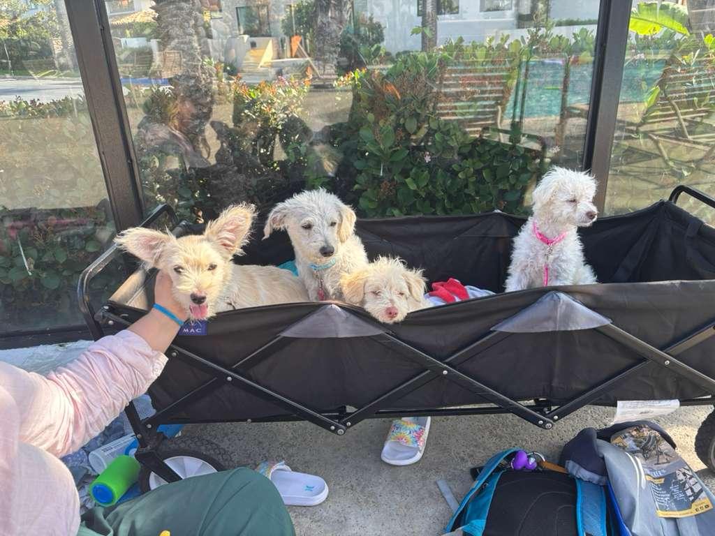 Enlarge Snowy, a Adoptable Mixed Breed in San Diego, CA image 3/3