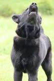 Loves, a Adoptable mixed breed in Columbia, TN image 1/6