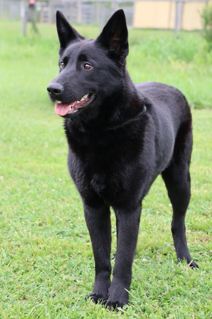 Loves, a Adoptable mixed breed in Columbia, TN image 3/6
