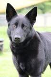 Loves, a Adoptable mixed breed in Columbia, TN image 4/6