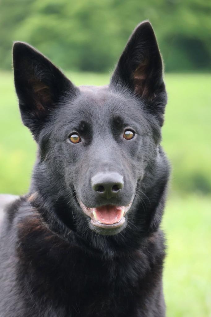 Loves, a Adoptable mixed breed in Columbia, TN image 5/6