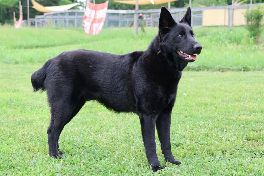 Loves, a Adoptable mixed breed in Columbia, TN image 6/6