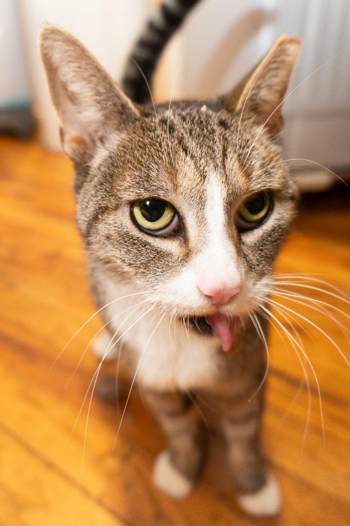 Enlarge Olga (meet me in foster care!), a Adoptable mixed breed in Brooklyn, NY image 2/2