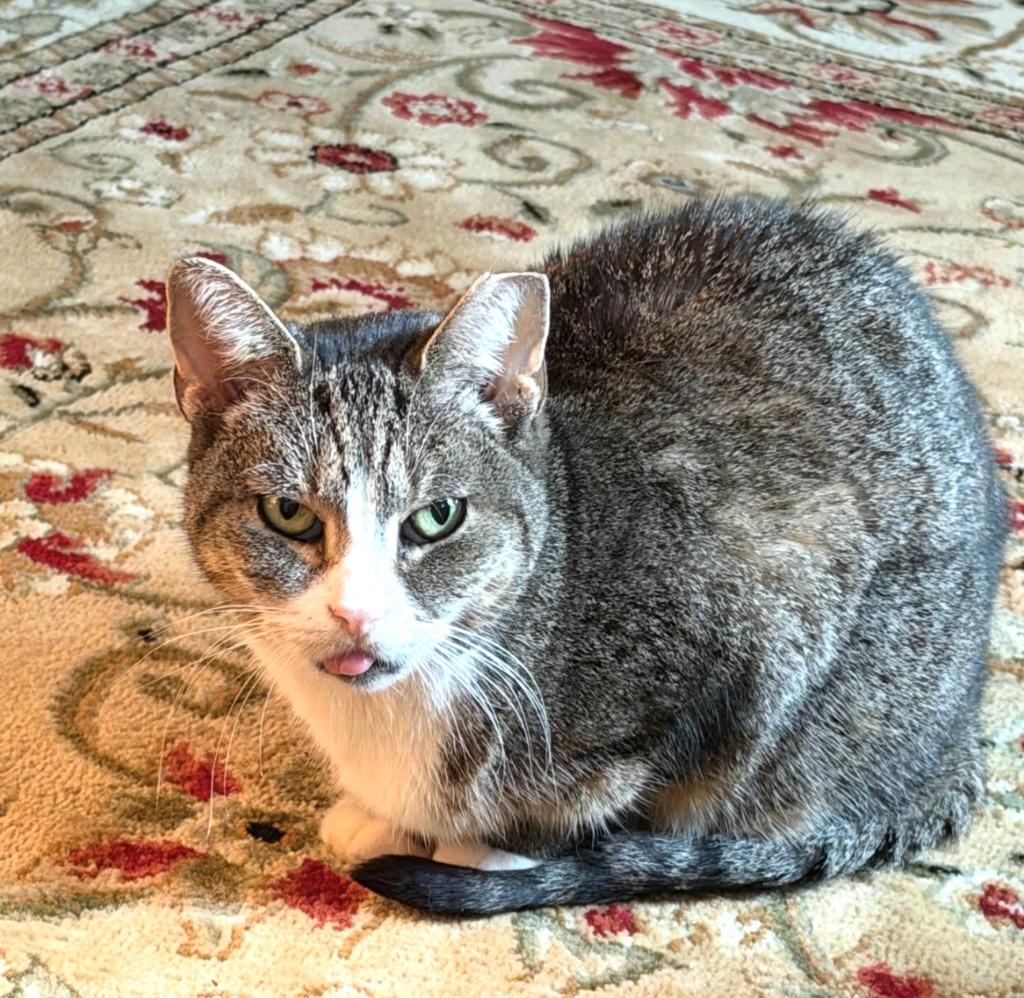 Olga (meet me in foster care!), Adoptable, Adult Female Domestic Short Hair.