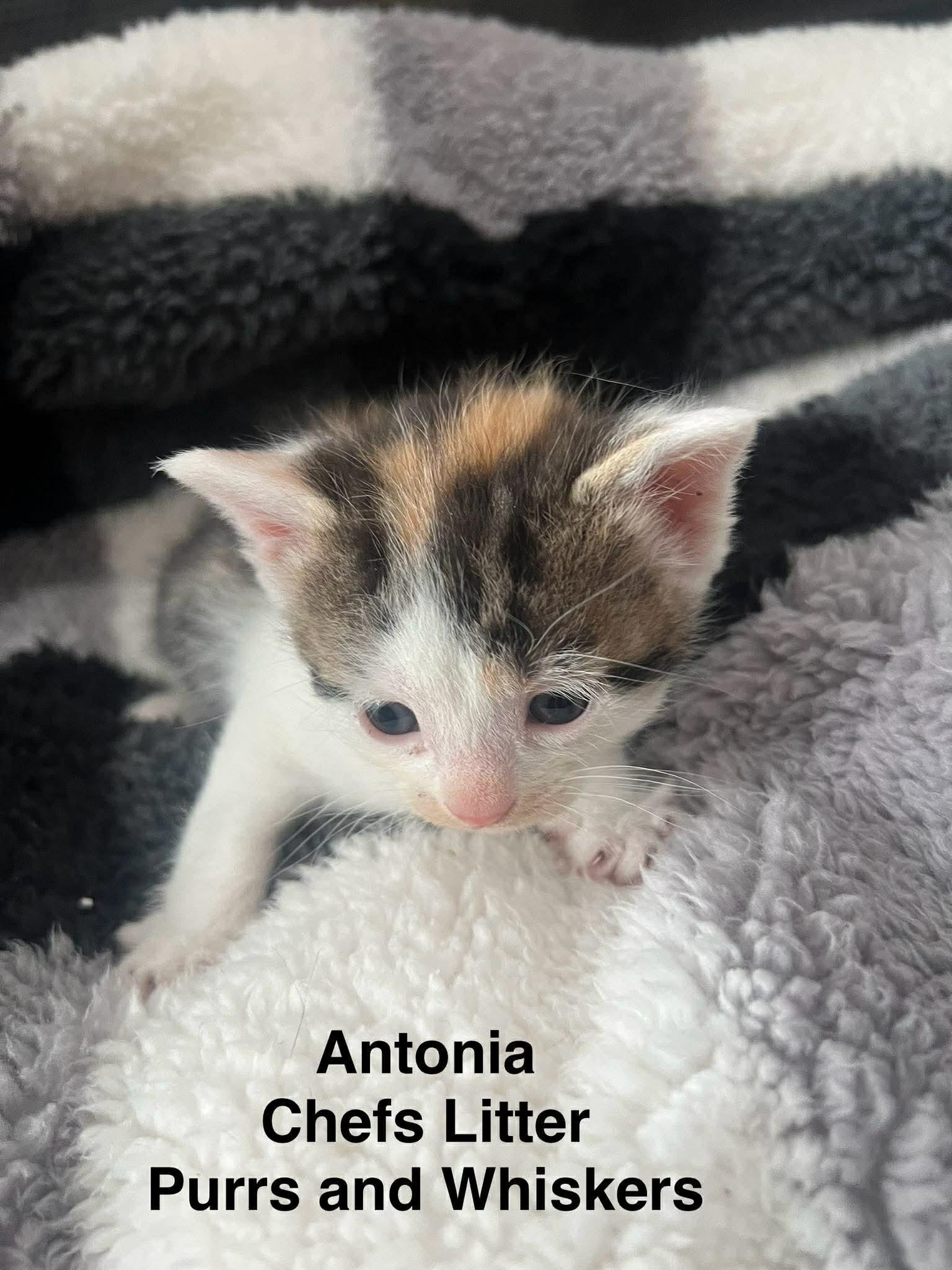 Antonia Lofaso, Adoptable, Kitten Female Domestic Short Hair.