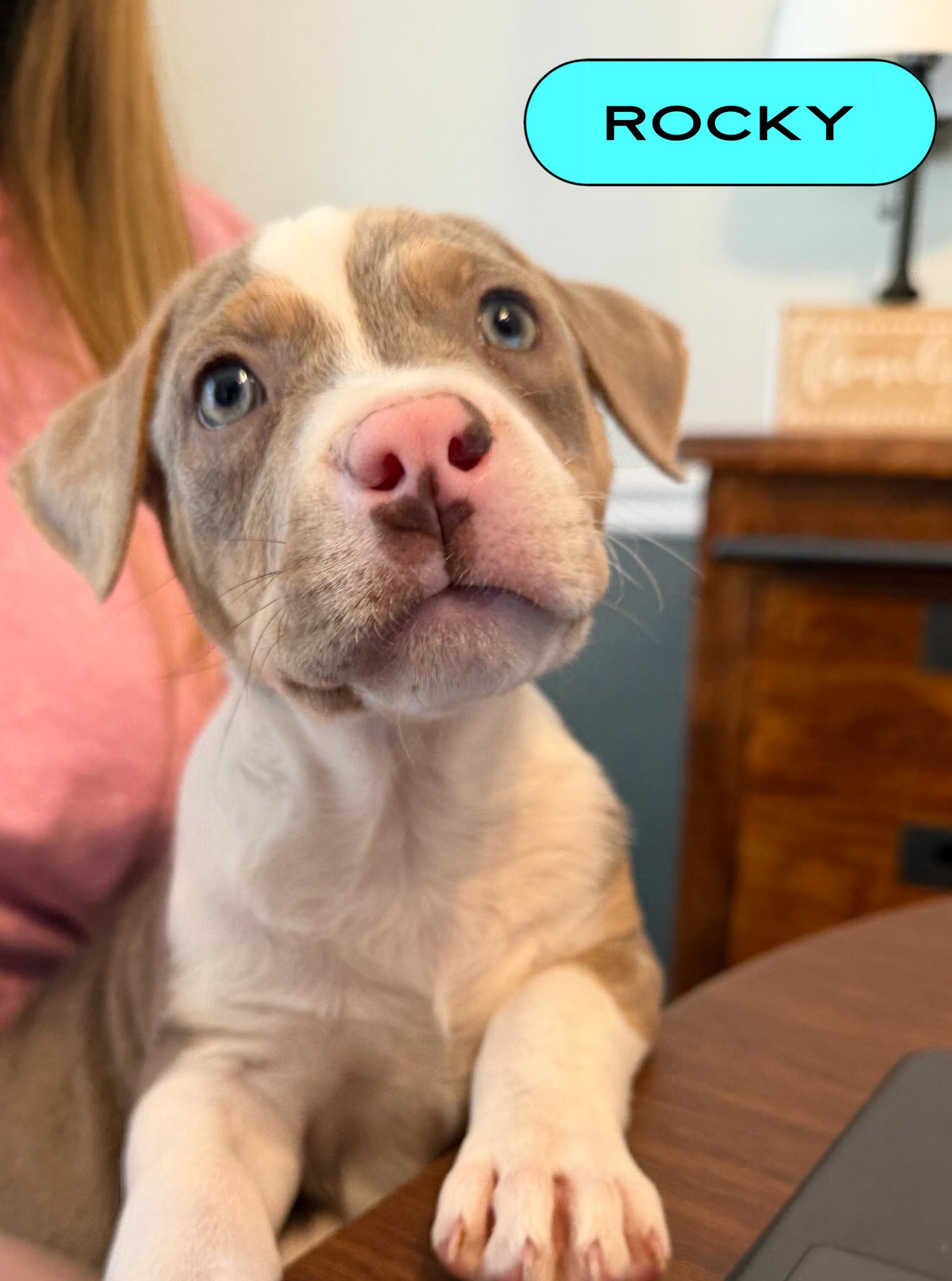 Rocky, Adoptable, Puppy Male Terrier.