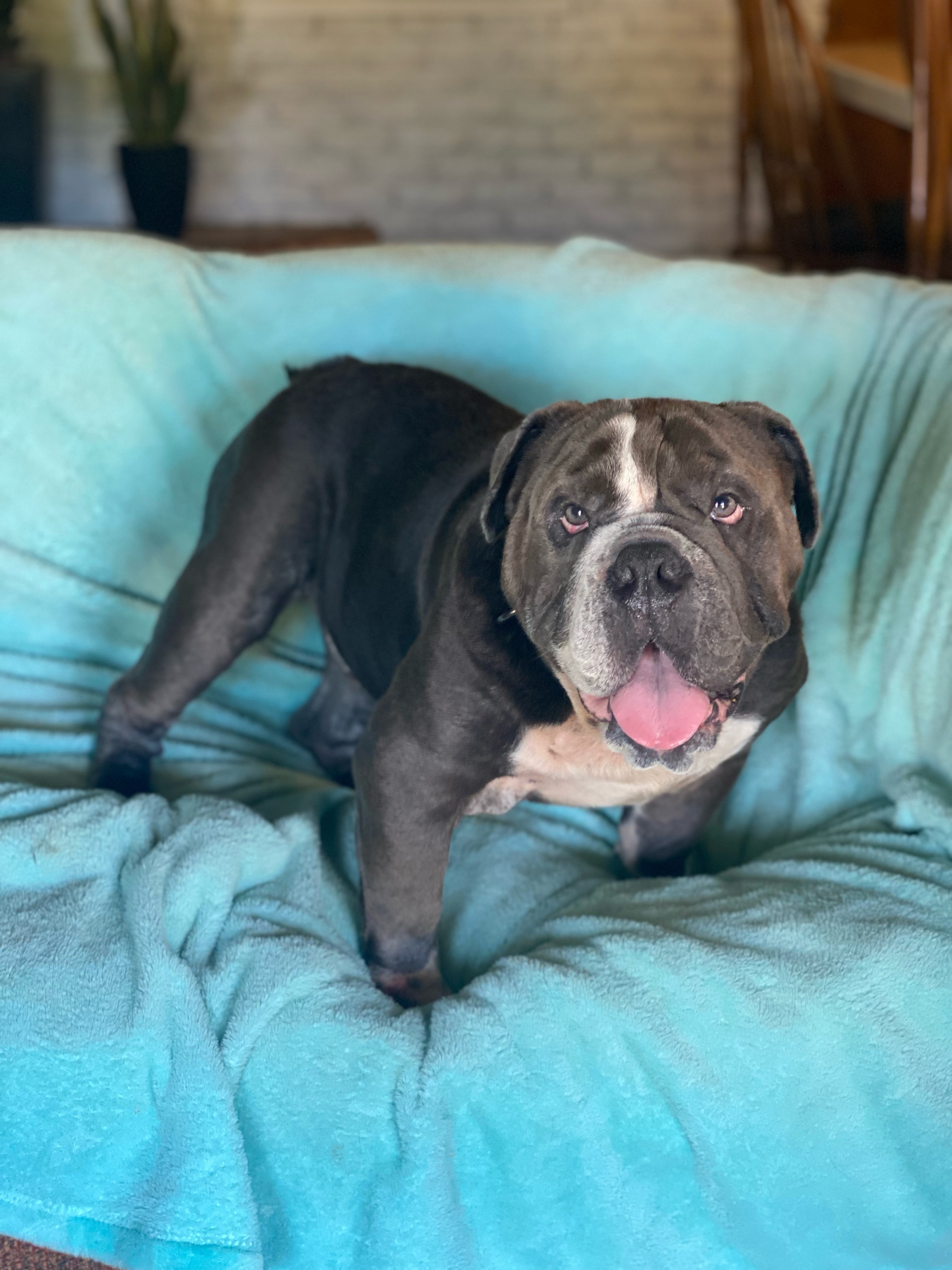 ~little man~, Adopted, Adult Male English Bulldog.