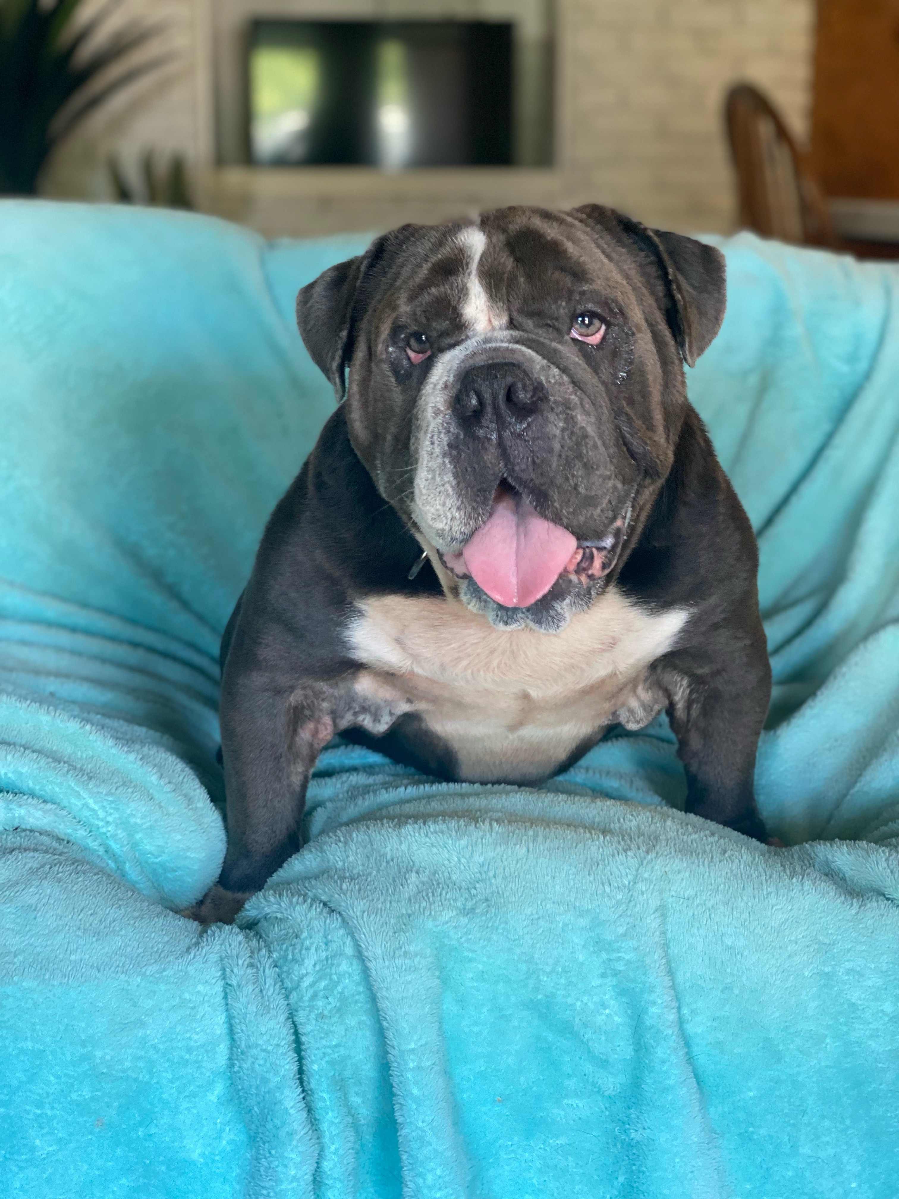 Enlarge ~little man~, a Adopted English Bulldog in Burlington, NC image 2/8