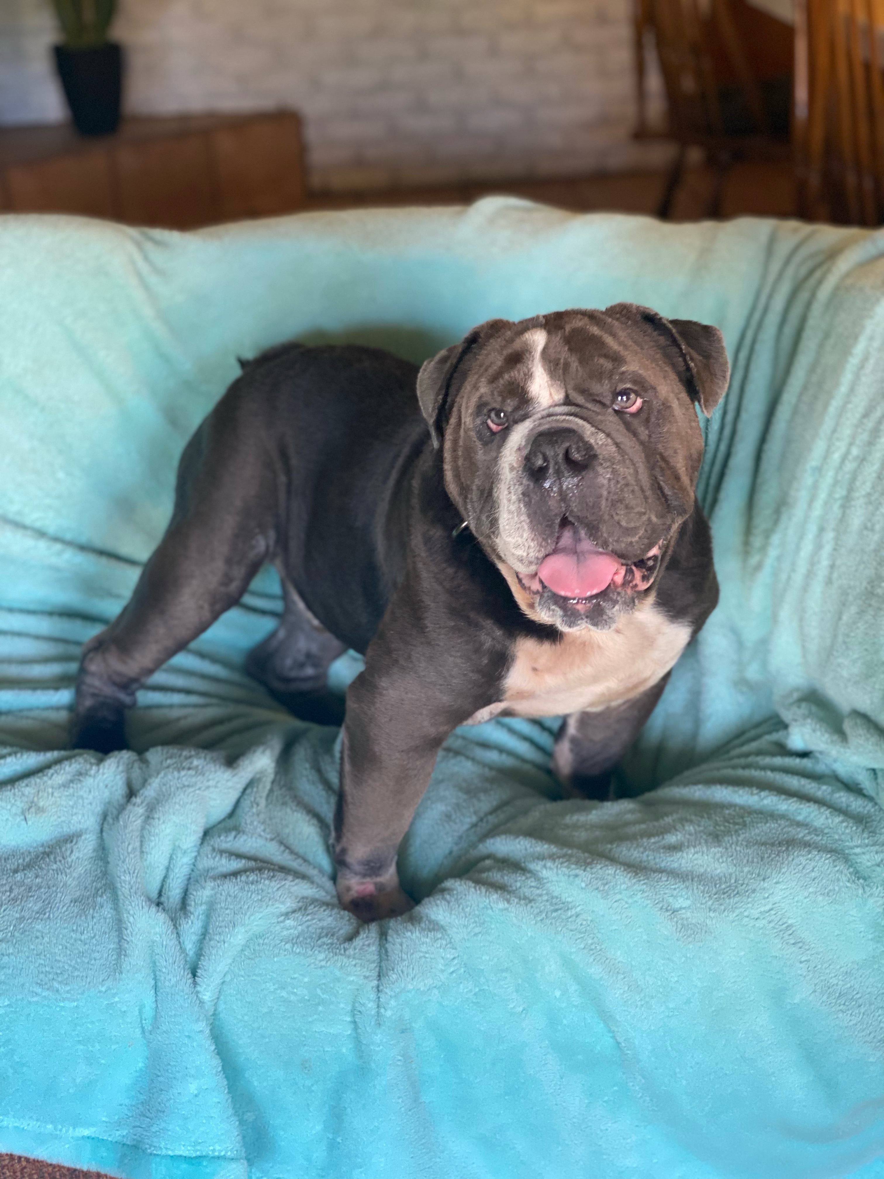 Enlarge ~little man~, a Adopted English Bulldog in Burlington, NC image 3/8