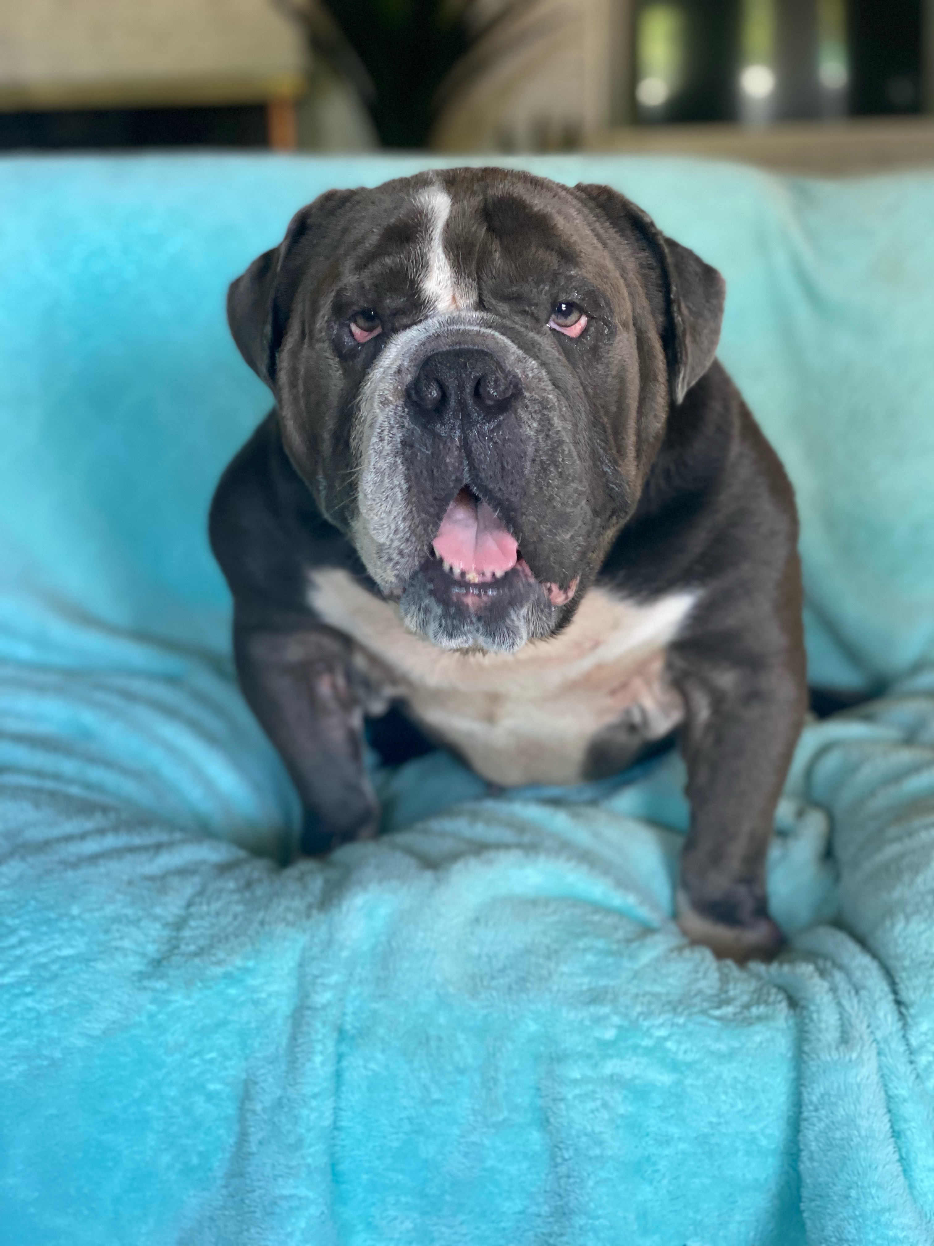 Enlarge ~little man~, a Adopted English Bulldog in Burlington, NC image 4/8