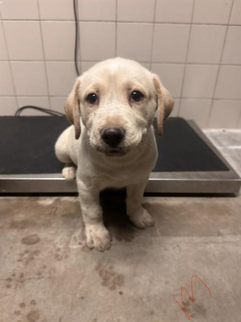 Enlarge Kilo, a Adoptable Yellow Labrador Retriever in Loveland, CO image 1/1