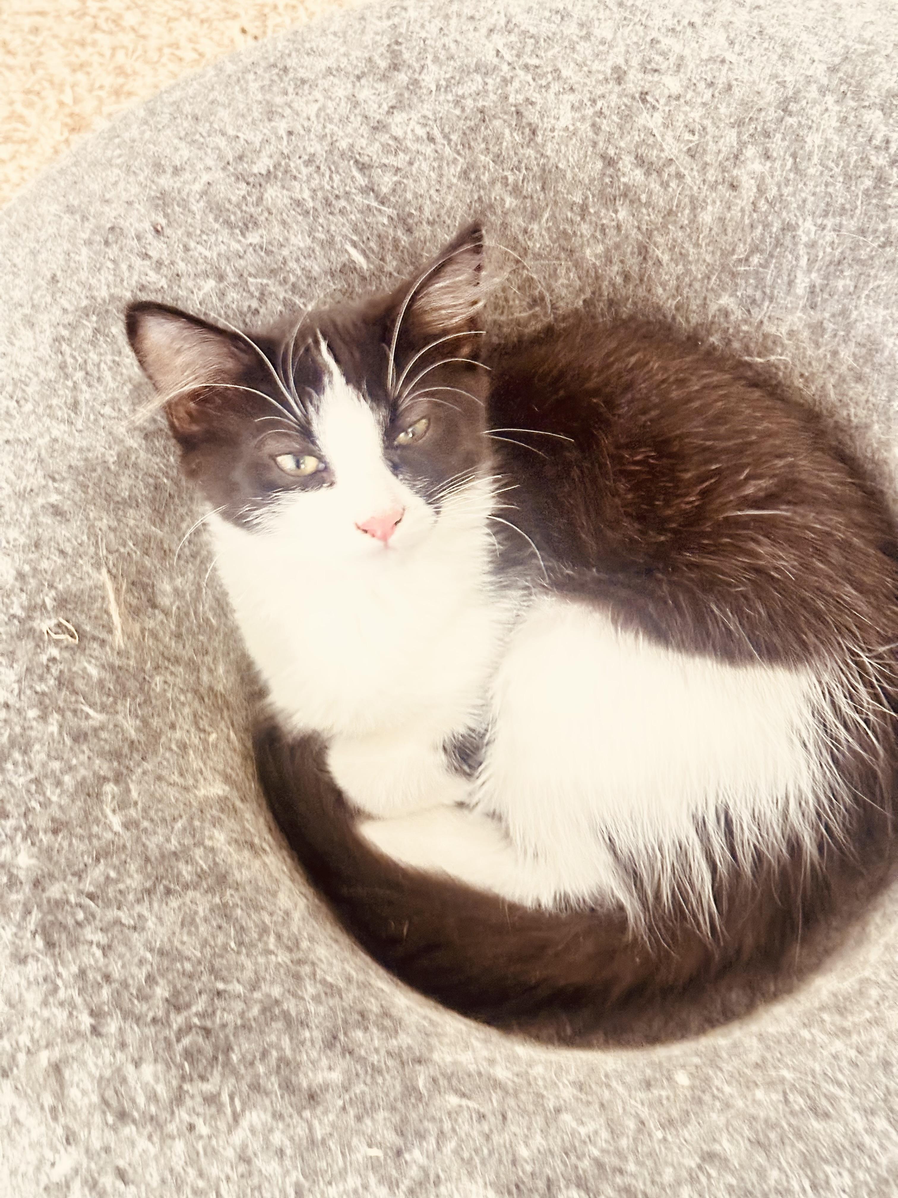 Rambo, an adoptable Domestic Long Hair in Price, UT, 84501 | Photo Image 2