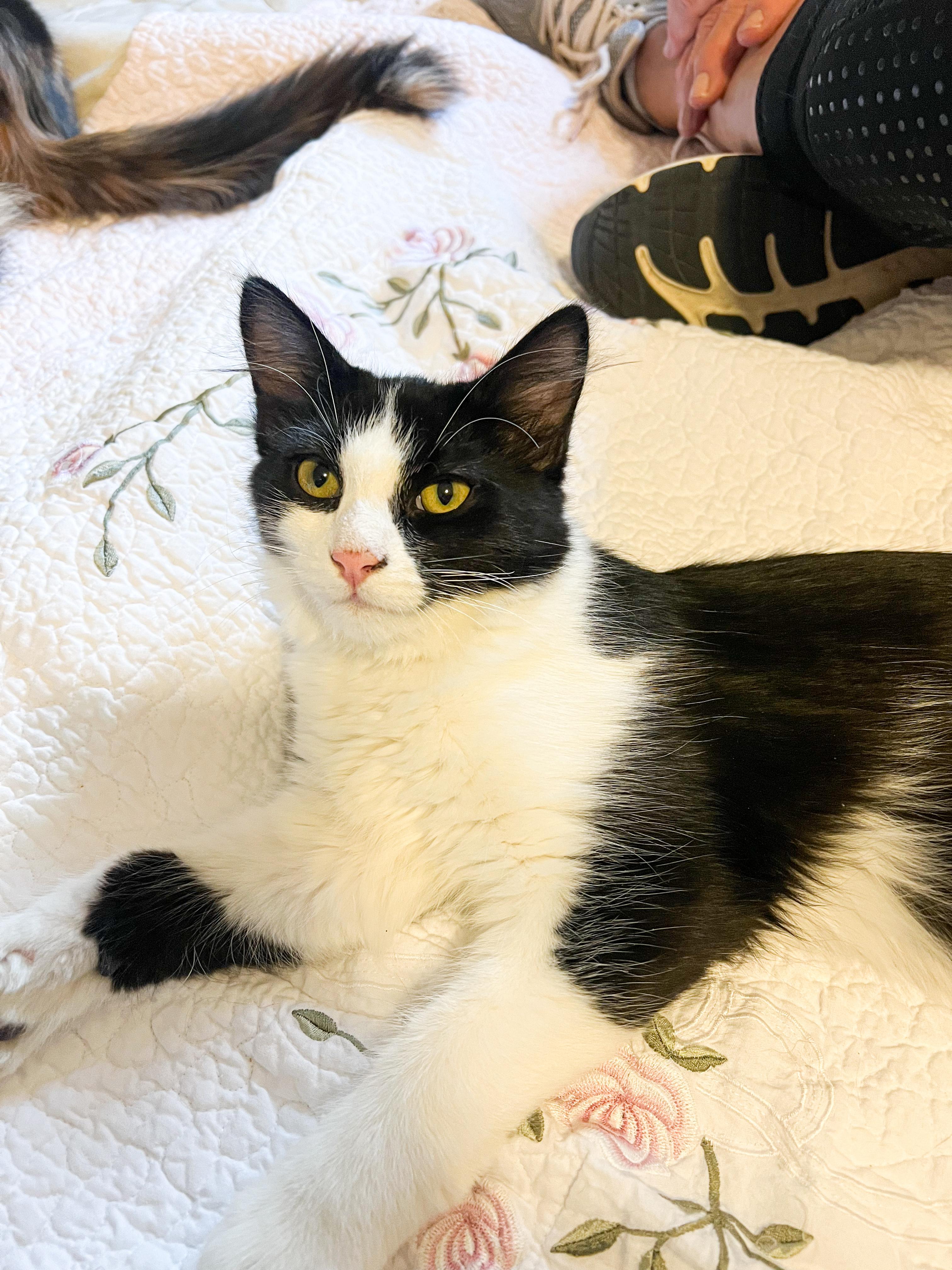 Rambo, an adoptable Domestic Long Hair in Price, UT, 84501 | Photo Image 1