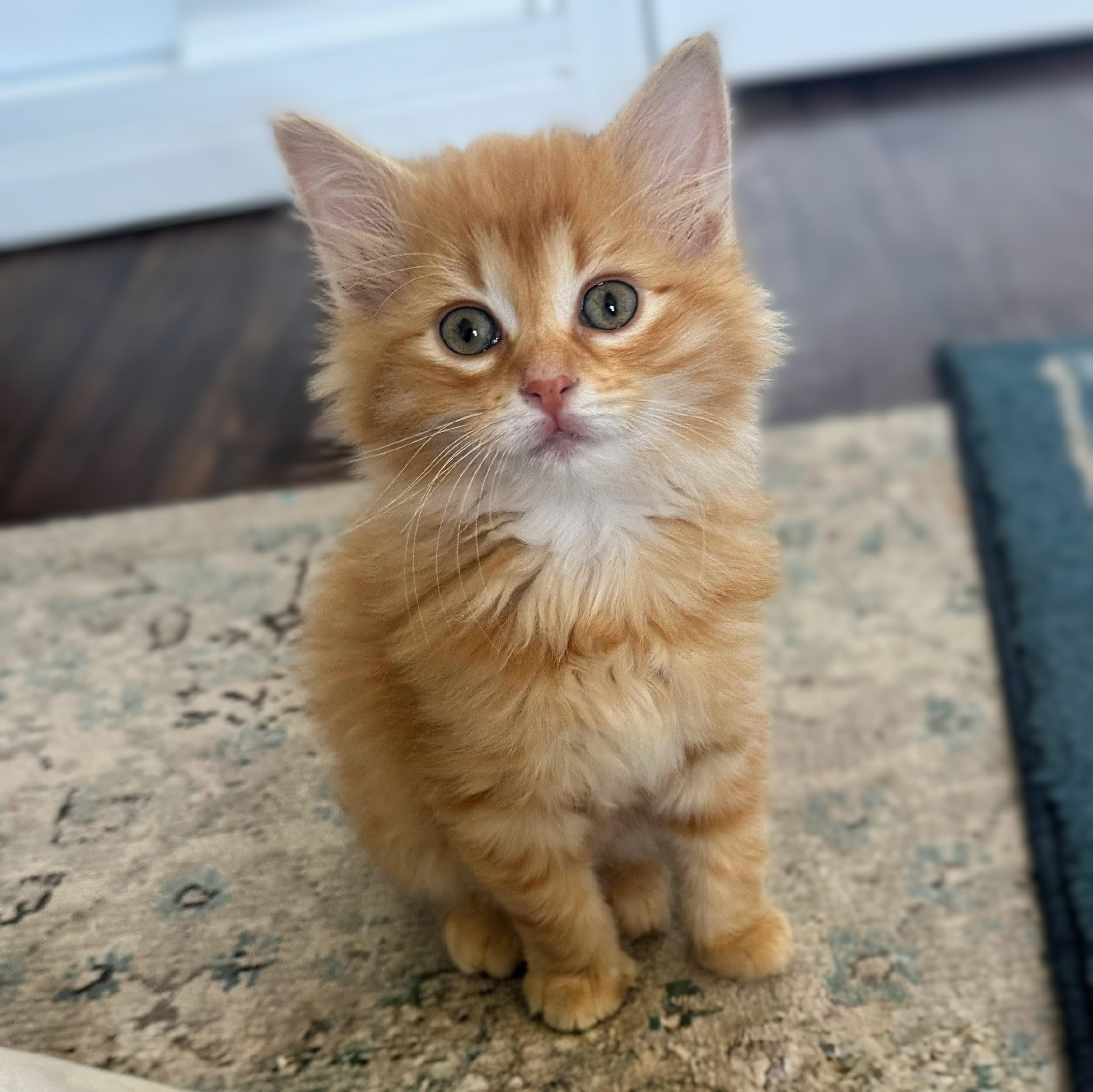 Fluffy 3, an adopted mixed breed in Chicago, IL image 6/6