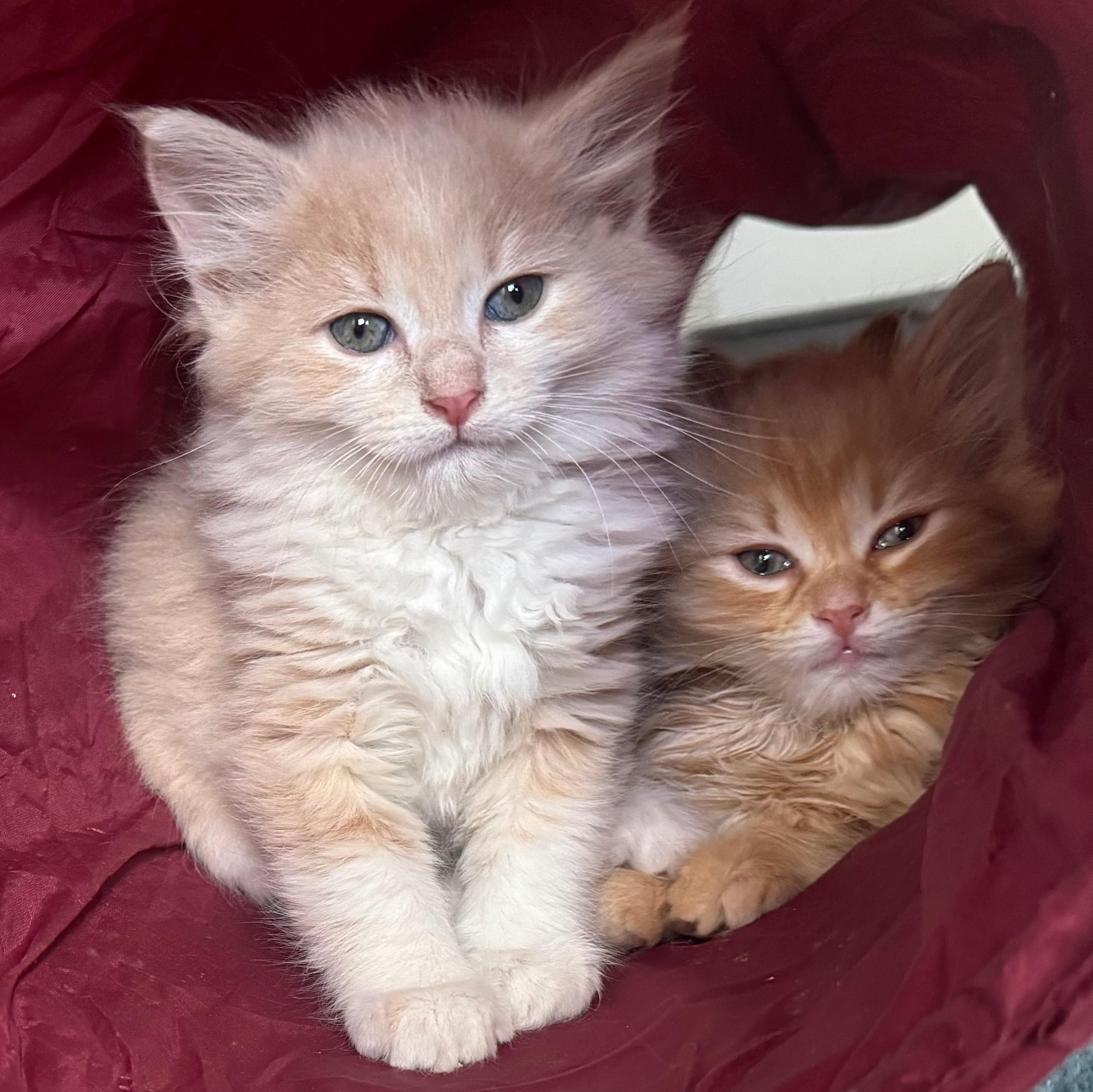 Fluffy 3, an adopted mixed breed in Chicago, IL image 3/6