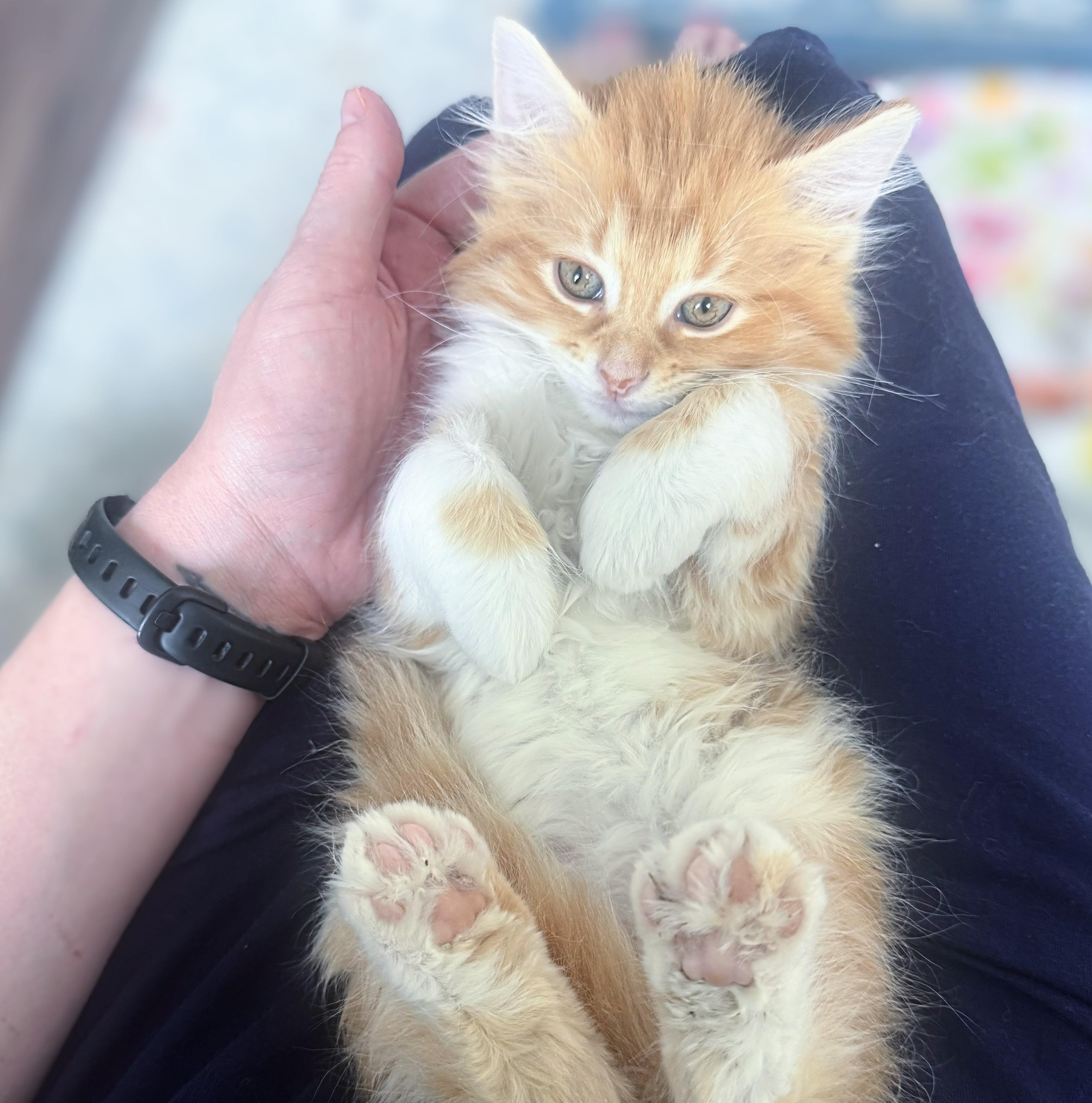 Fluffy 3, an adopted mixed breed in Chicago, IL image 4/6