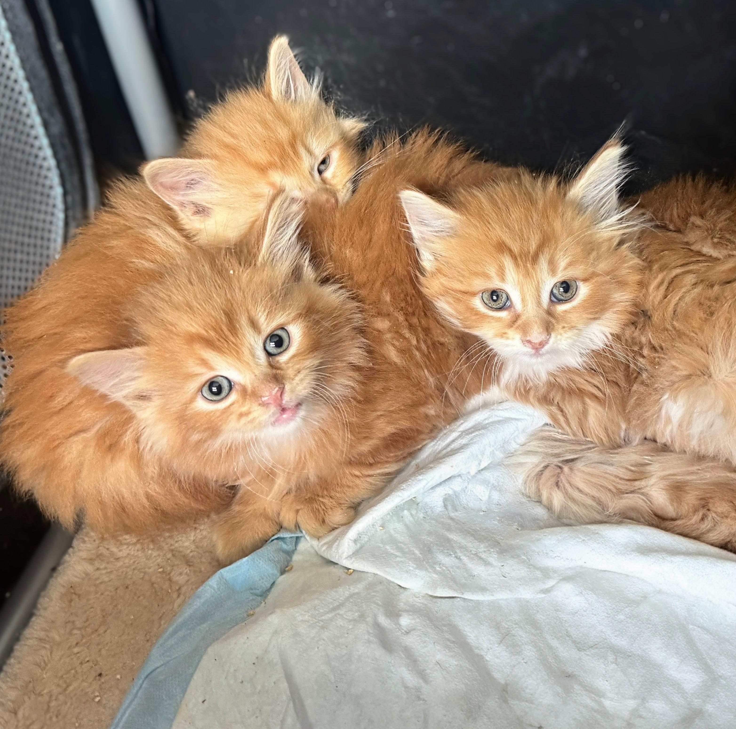 Fluffy 3, an adopted mixed breed in Chicago, IL image 1/6