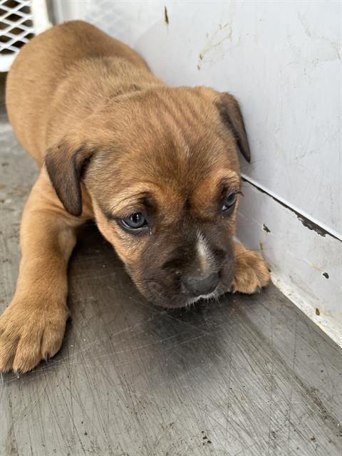 Mila -- LONGTIME RESIDENT!, adopted, Puppy Female Terrier.