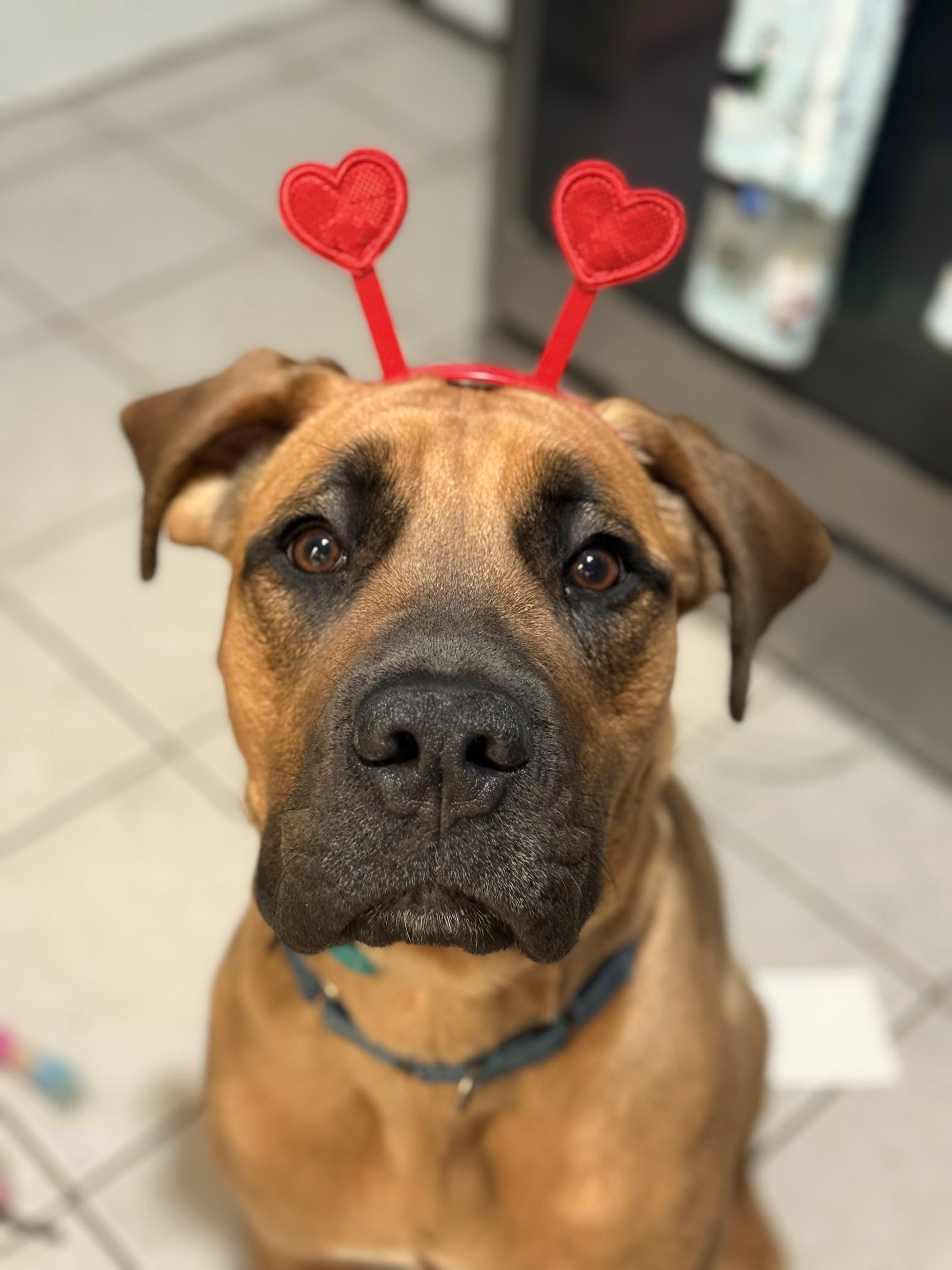 Croissant, Adoptable, Young Male Mastiff.