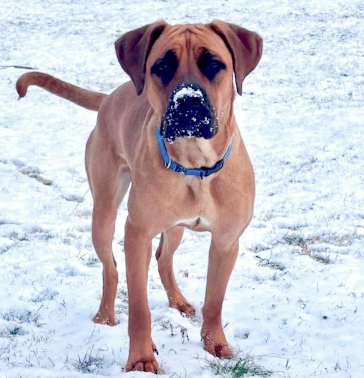 Enlarge Croissant, a Adoptable mixed breed in Winchester, VA image 2/6
