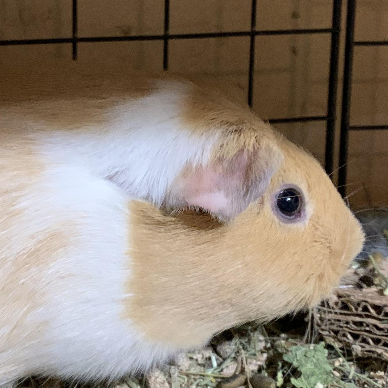 Enlarge Sherry, a Adoptable Guinea Pig in Eagle River, AK image 1/1