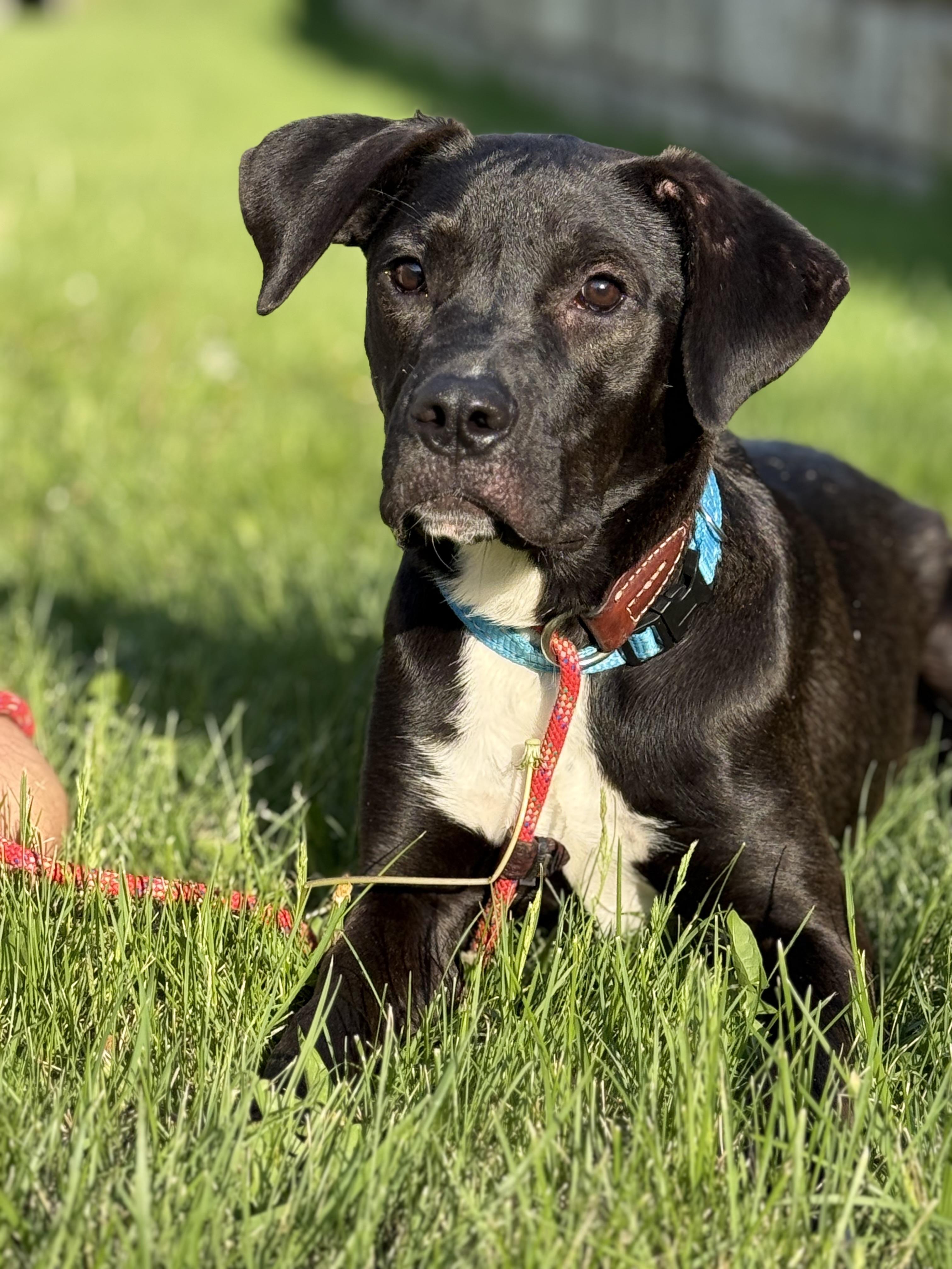 Enlarge Austin, a Adoptable mixed breed in Blue Springs, MO image 1/6