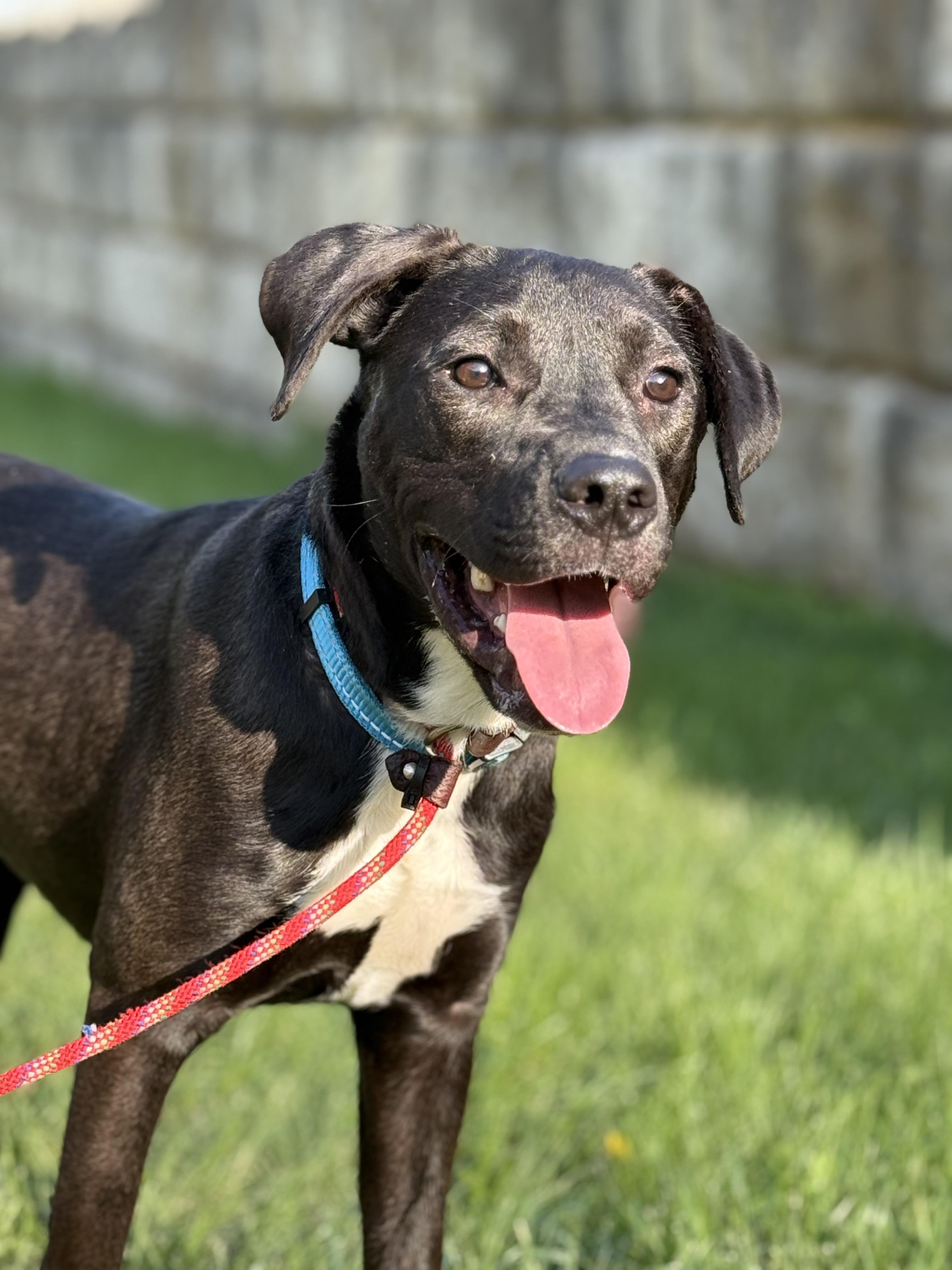 Enlarge Austin, a Adoptable mixed breed in Blue Springs, MO image 5/6