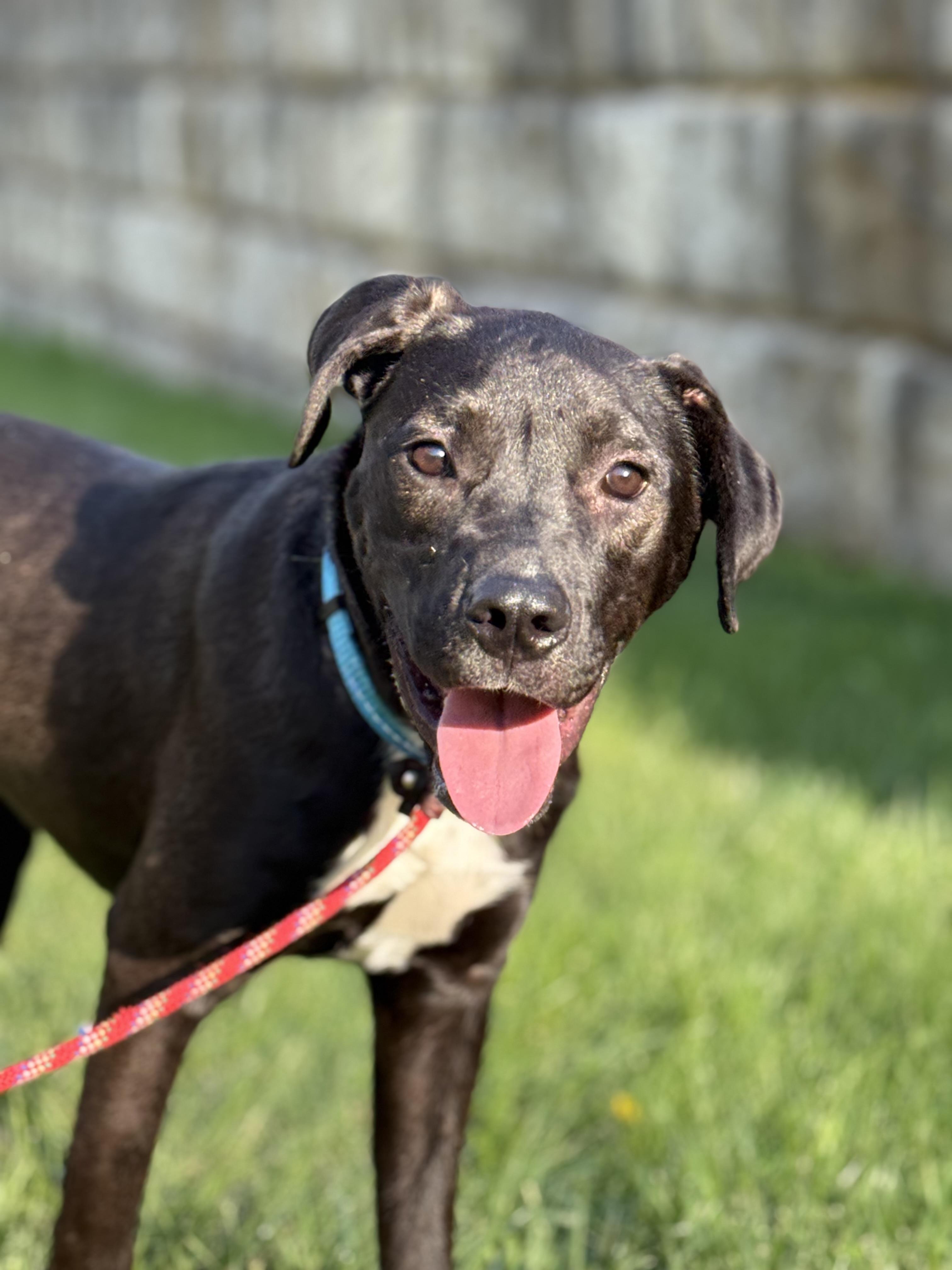 Enlarge Austin, a Adoptable mixed breed in Blue Springs, MO image 2/6