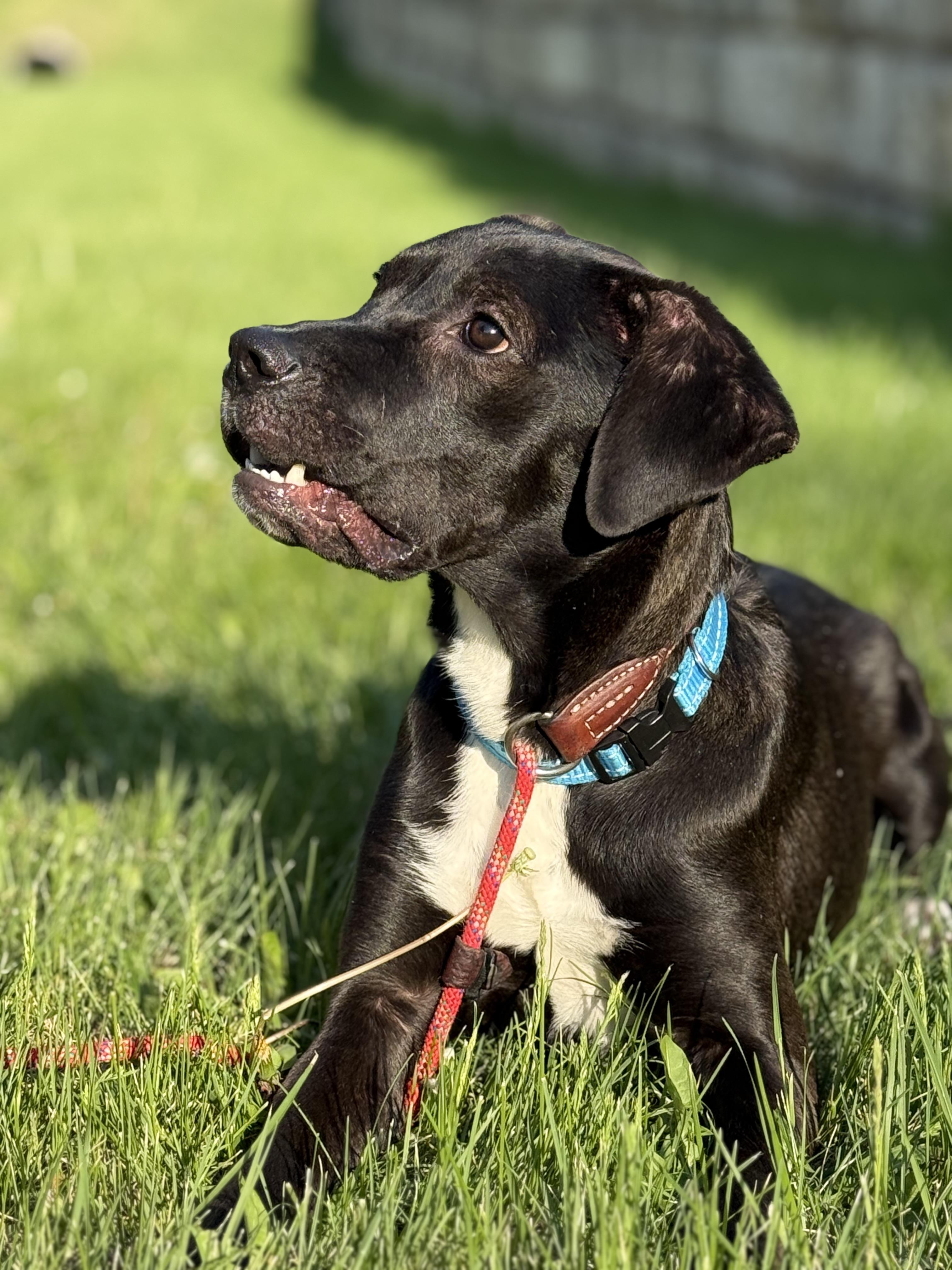 Enlarge Austin, a Adoptable mixed breed in Blue Springs, MO image 3/6