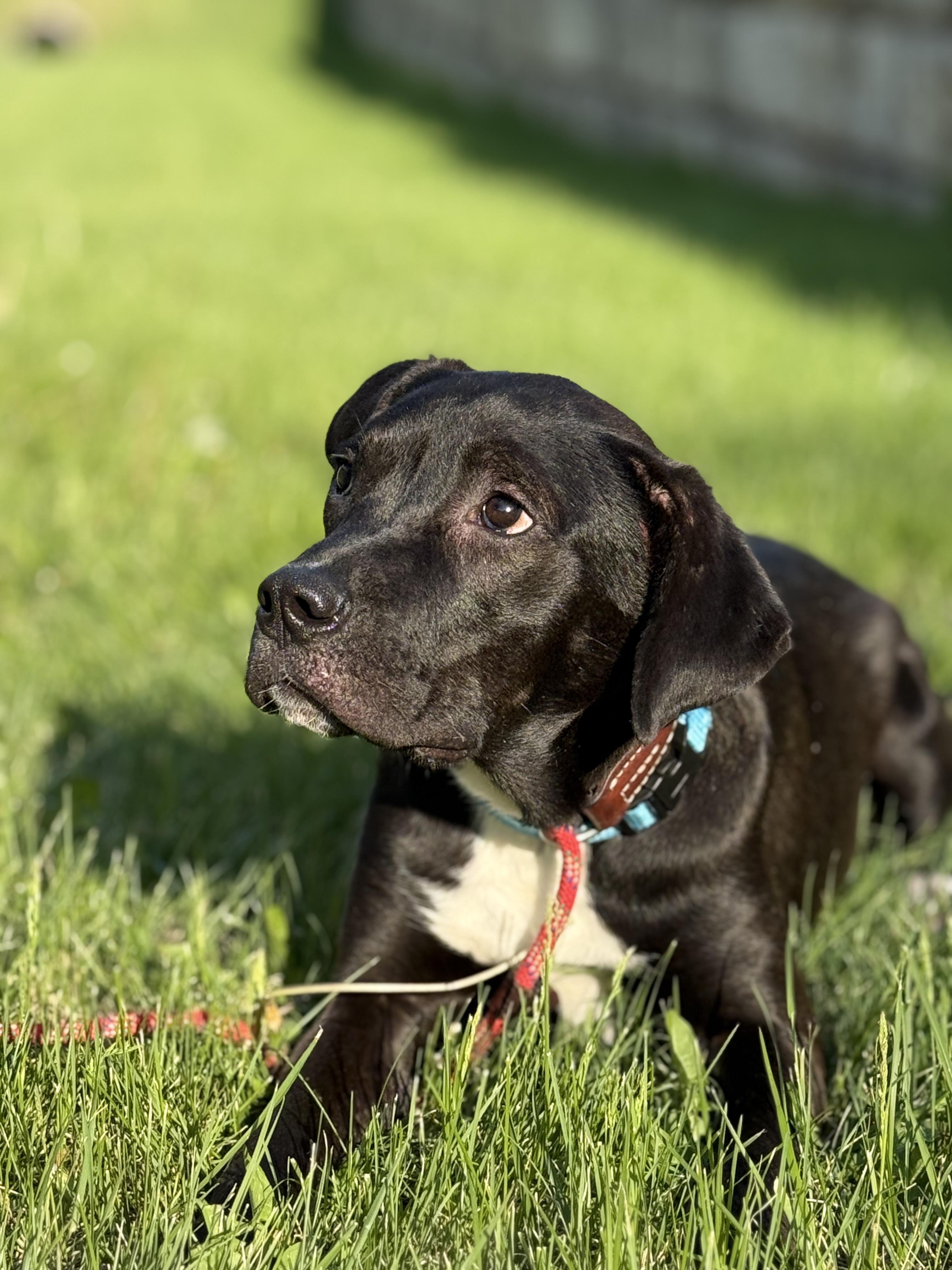 Enlarge Austin, a Adoptable mixed breed in Blue Springs, MO image 4/6