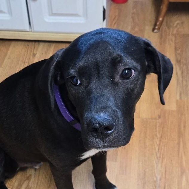 Austin, a Adoptable mixed breed in Blue Springs, MO image 6/6