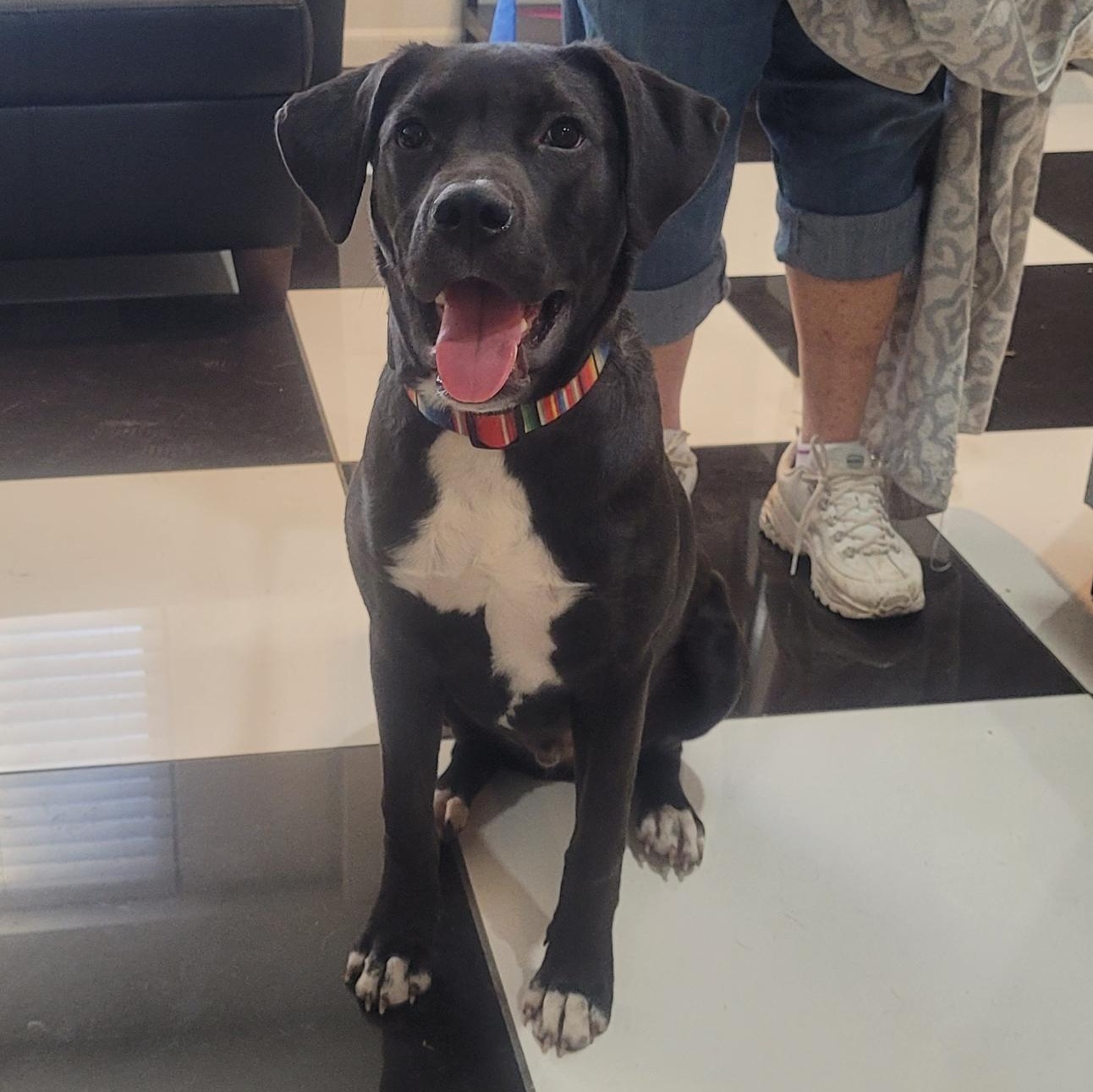 Austin, Adoptable, Young Male Labrador Retriever.