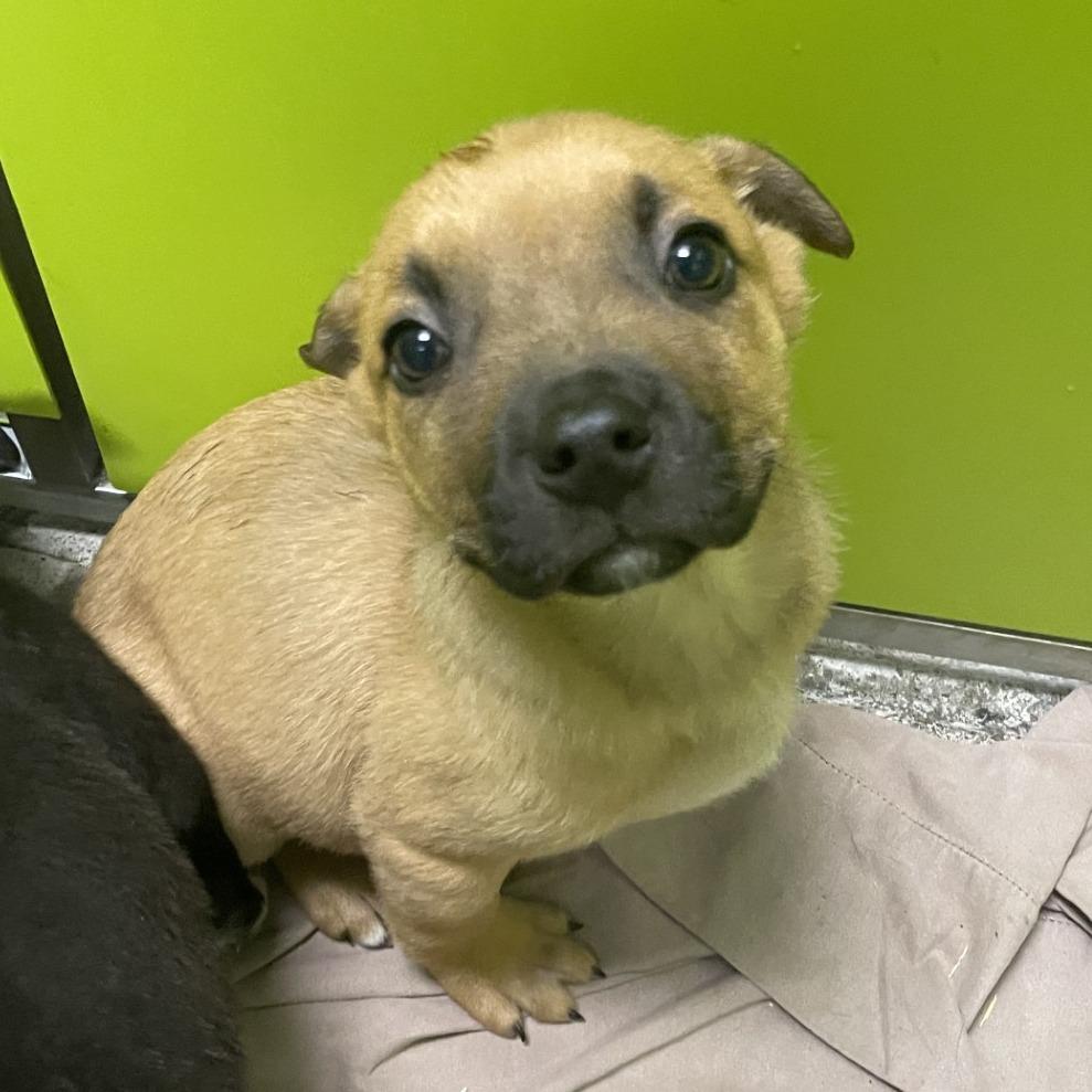 Enlarge Beaver, a Adoptable mixed breed in Spokane, WA image 1/1
